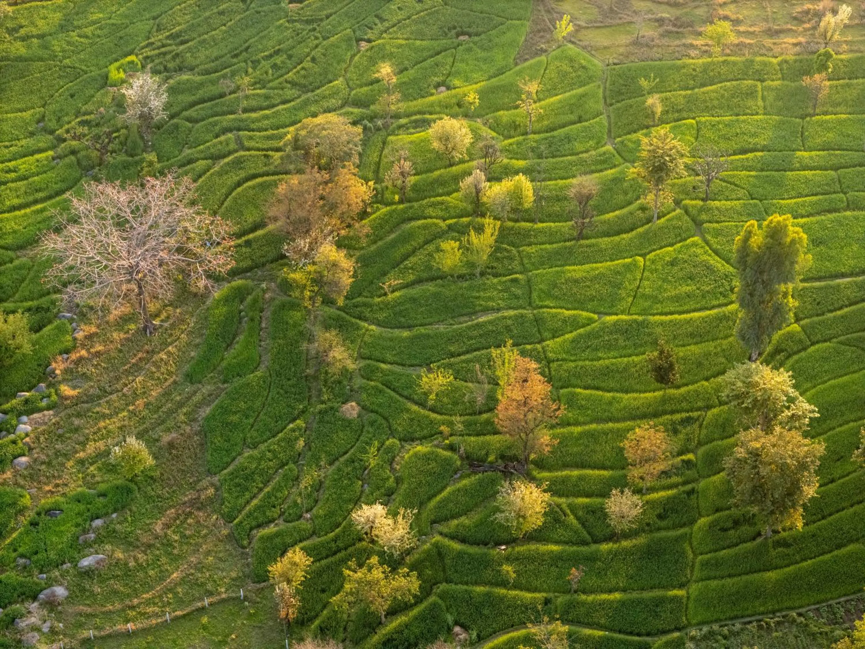 Garden view in Tree of Life Birdsong Chalets , Dharamshala
