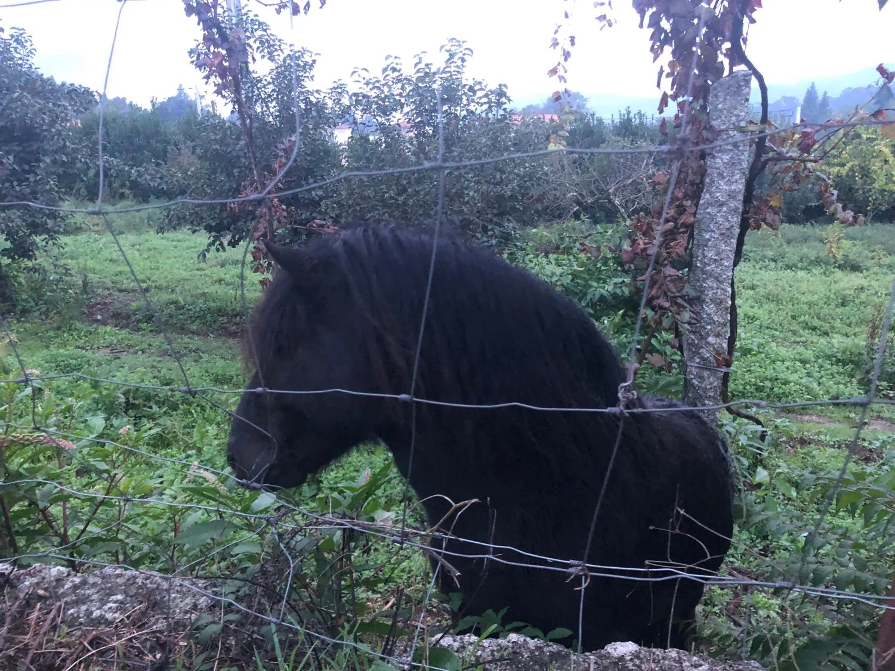 Animals in Hotel Quinta da Tulha By VimaHotels