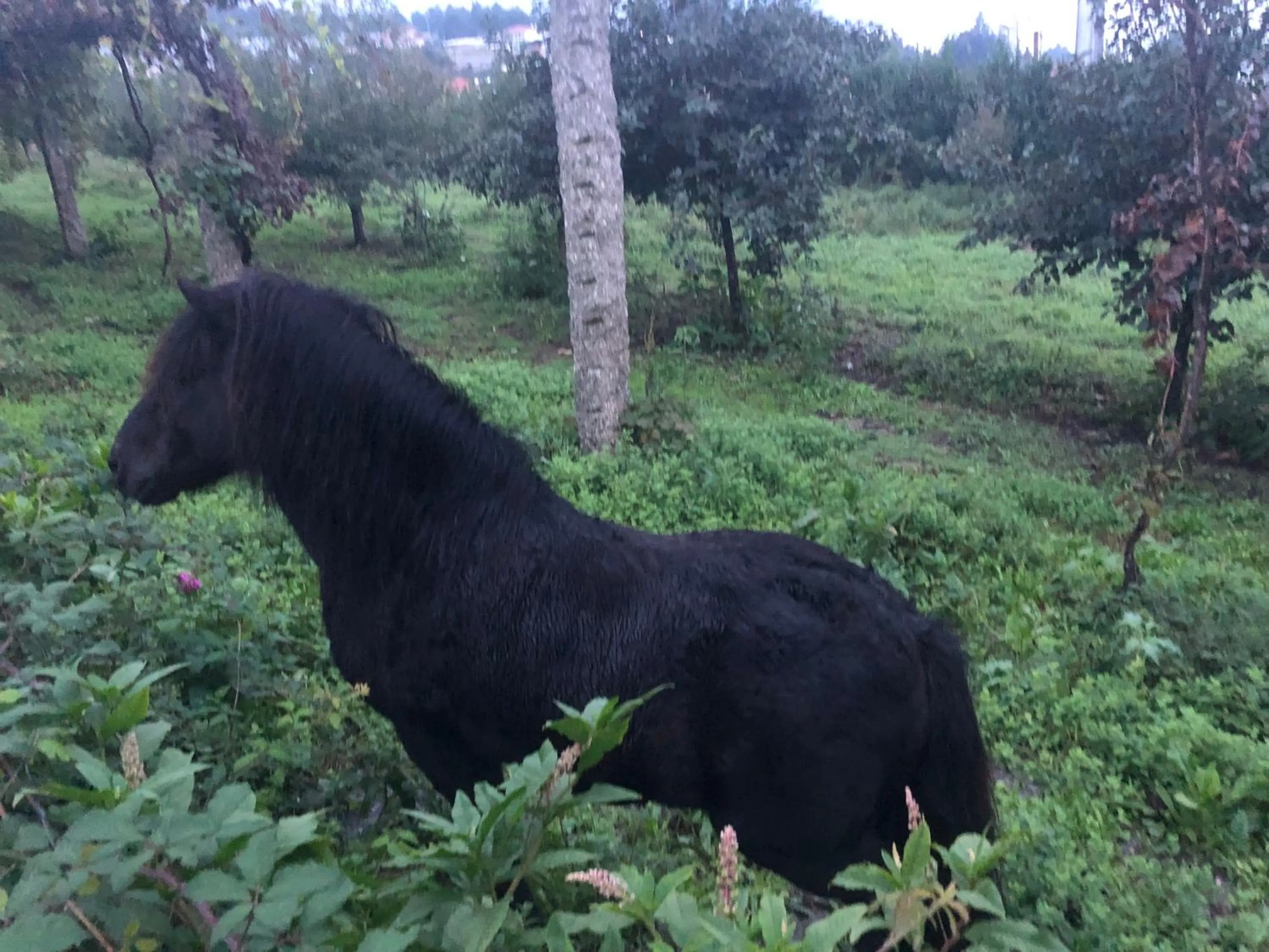 Animals in Hotel Quinta da Tulha By VimaHotels