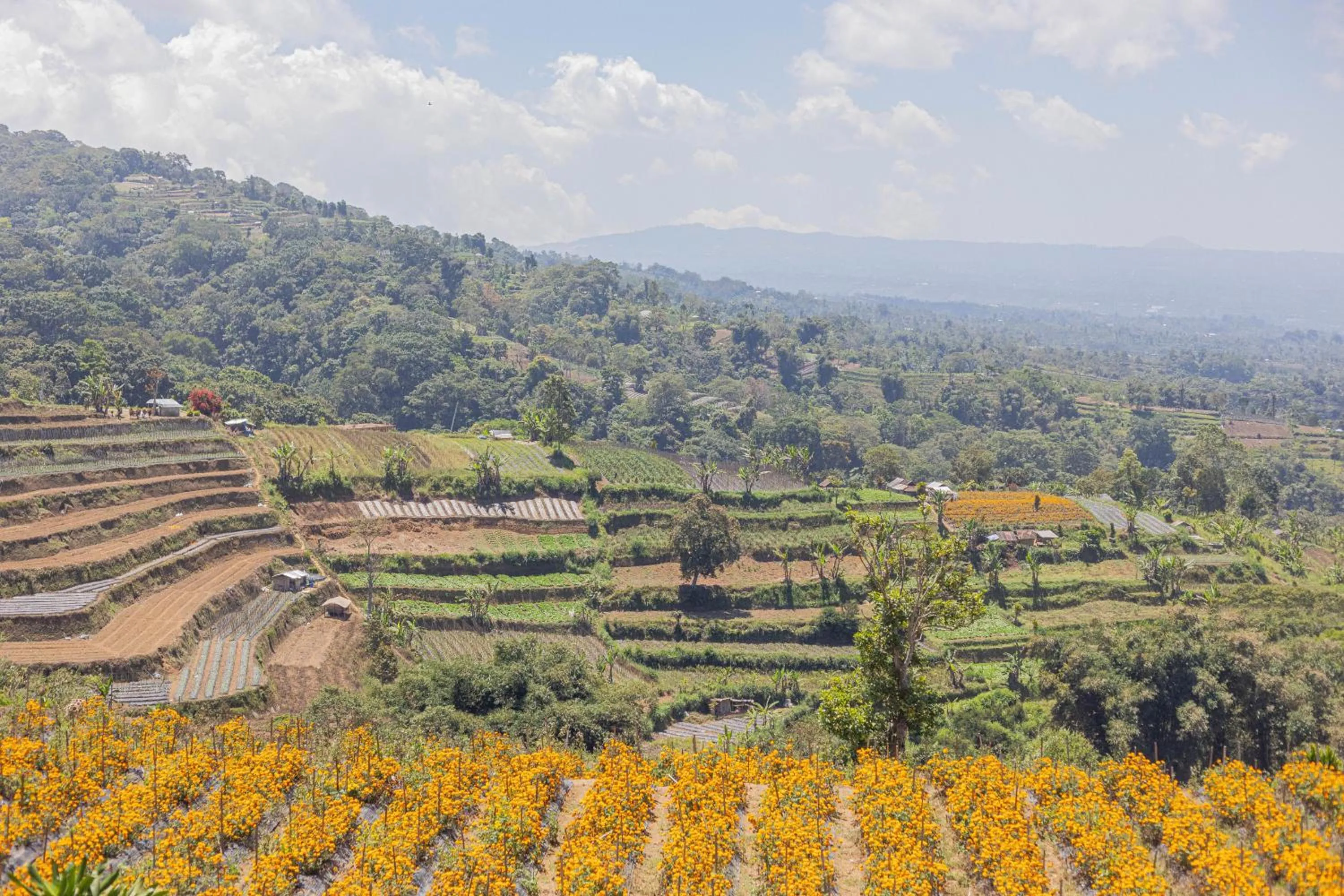 Day in Lavender - Taman Tanda