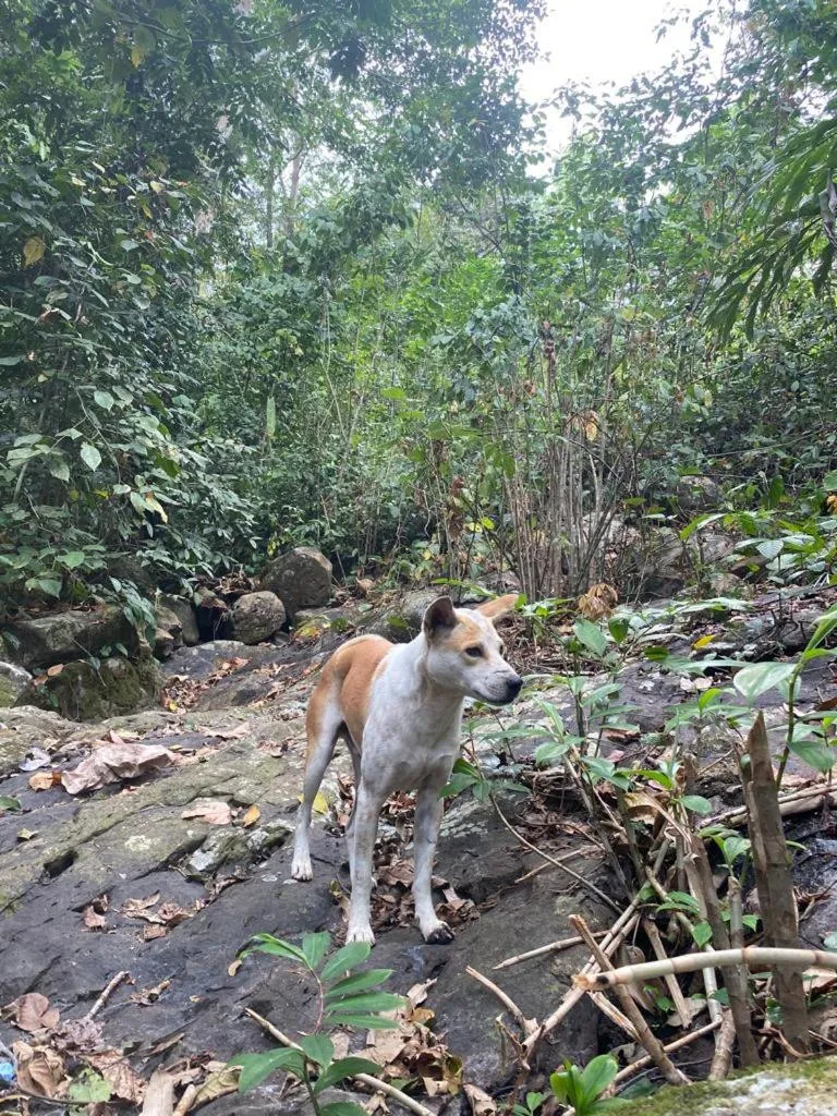 Hiking in Rangsot INN