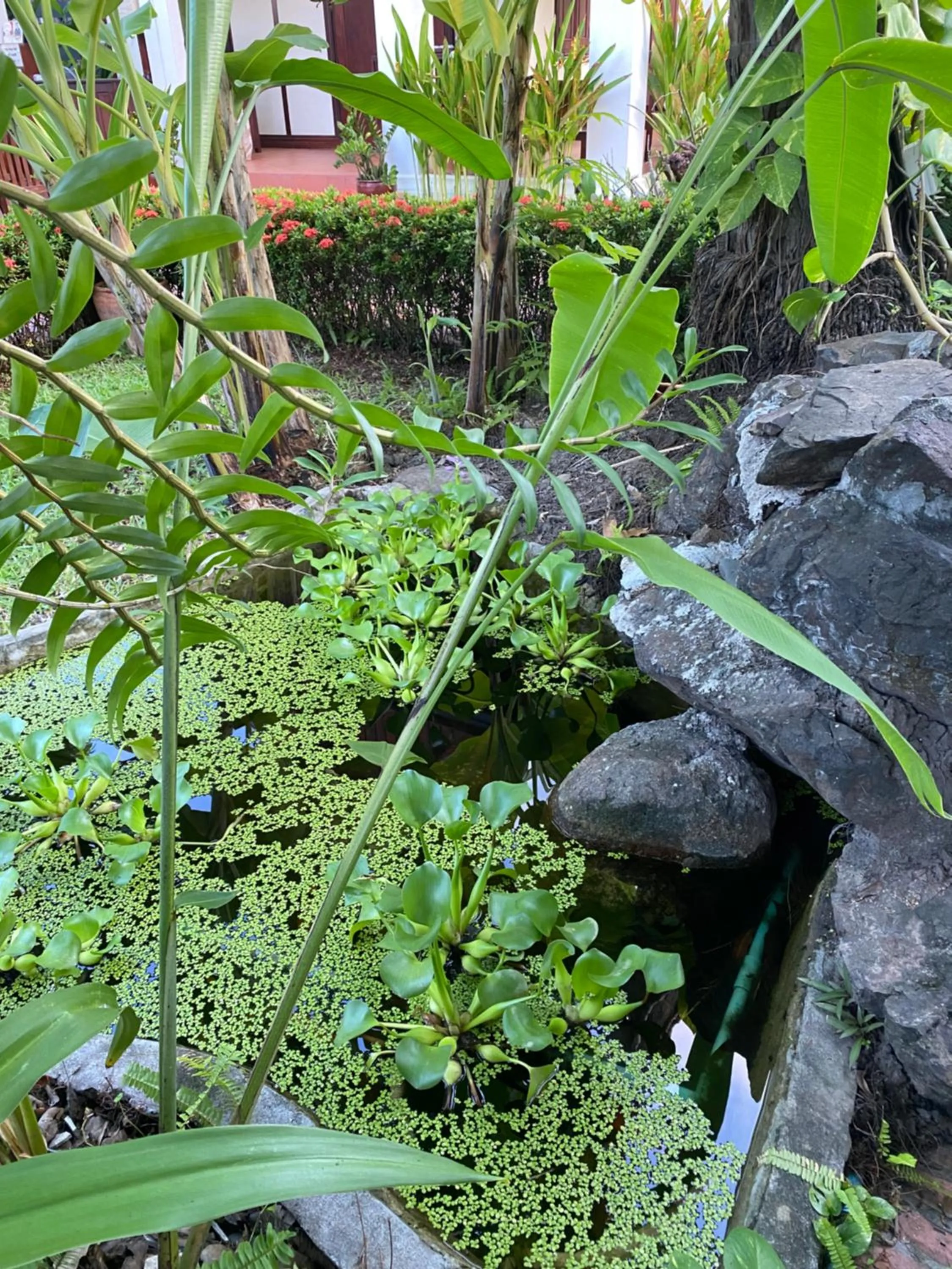 Natural landscape in Luang Prabang Residence & Travel