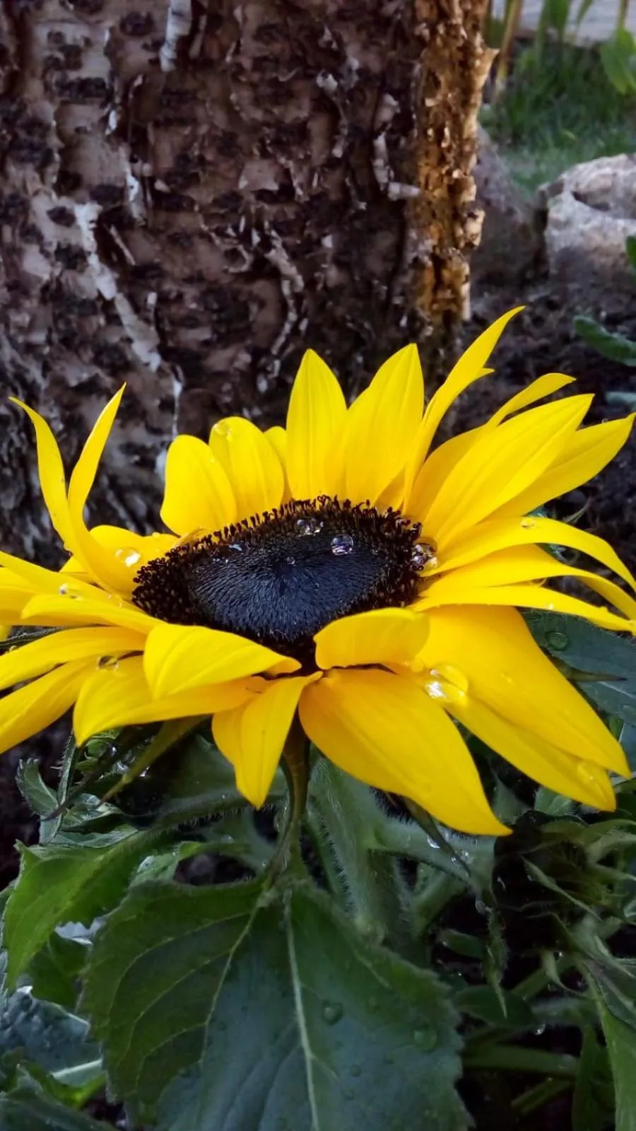 Natural landscape in Villa Concordia