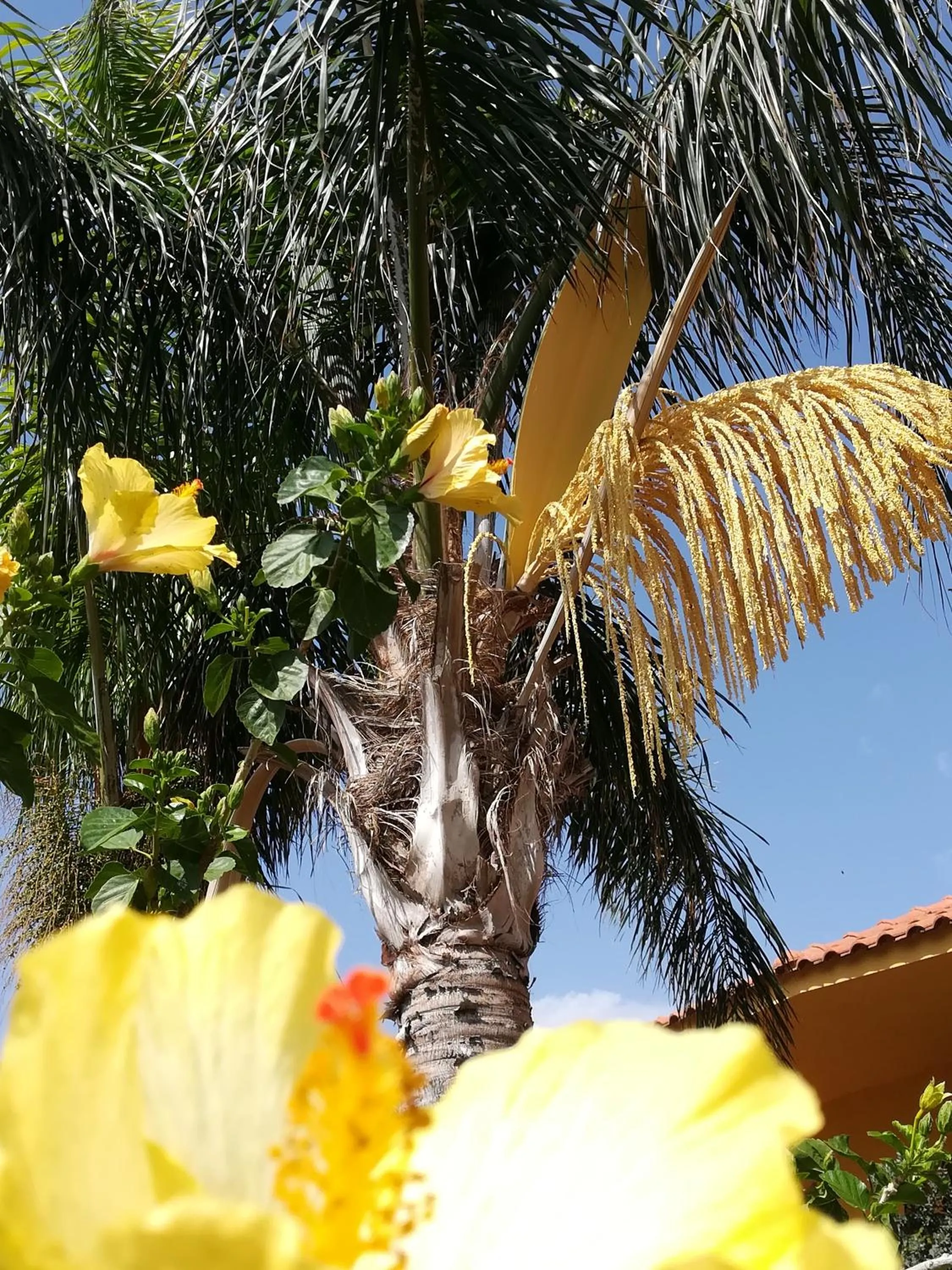 Garden in Villa Concordia