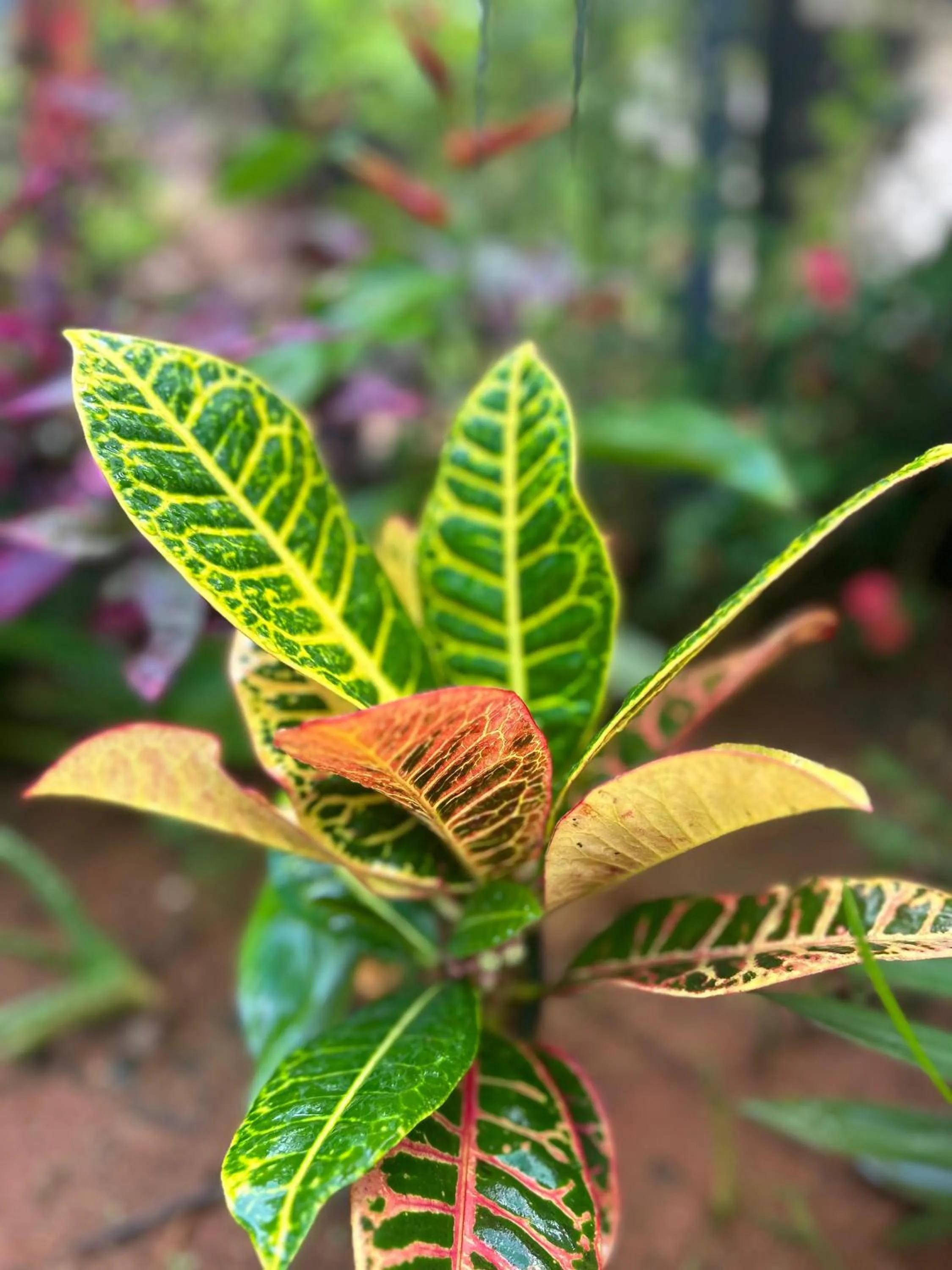 Garden in The Last Stop Backpackers Hostel