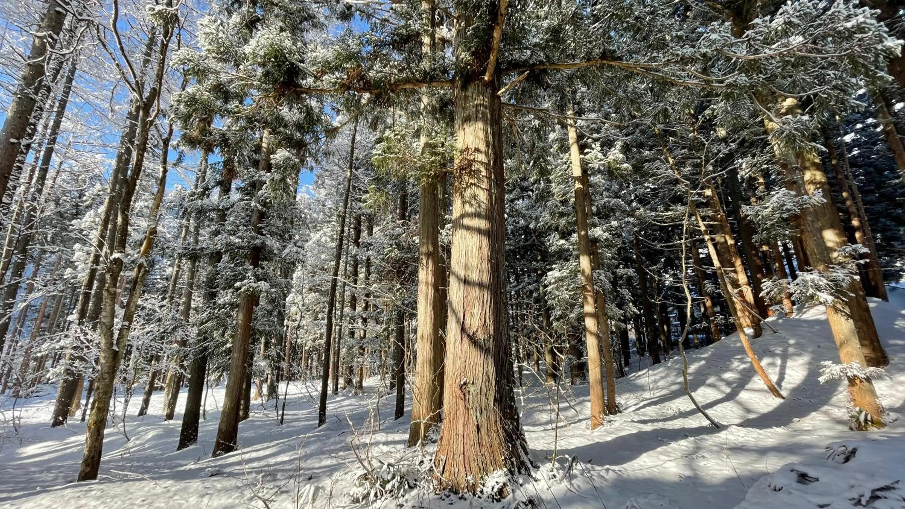 Natural landscape in Hotel Sejour Mint in Hakuba