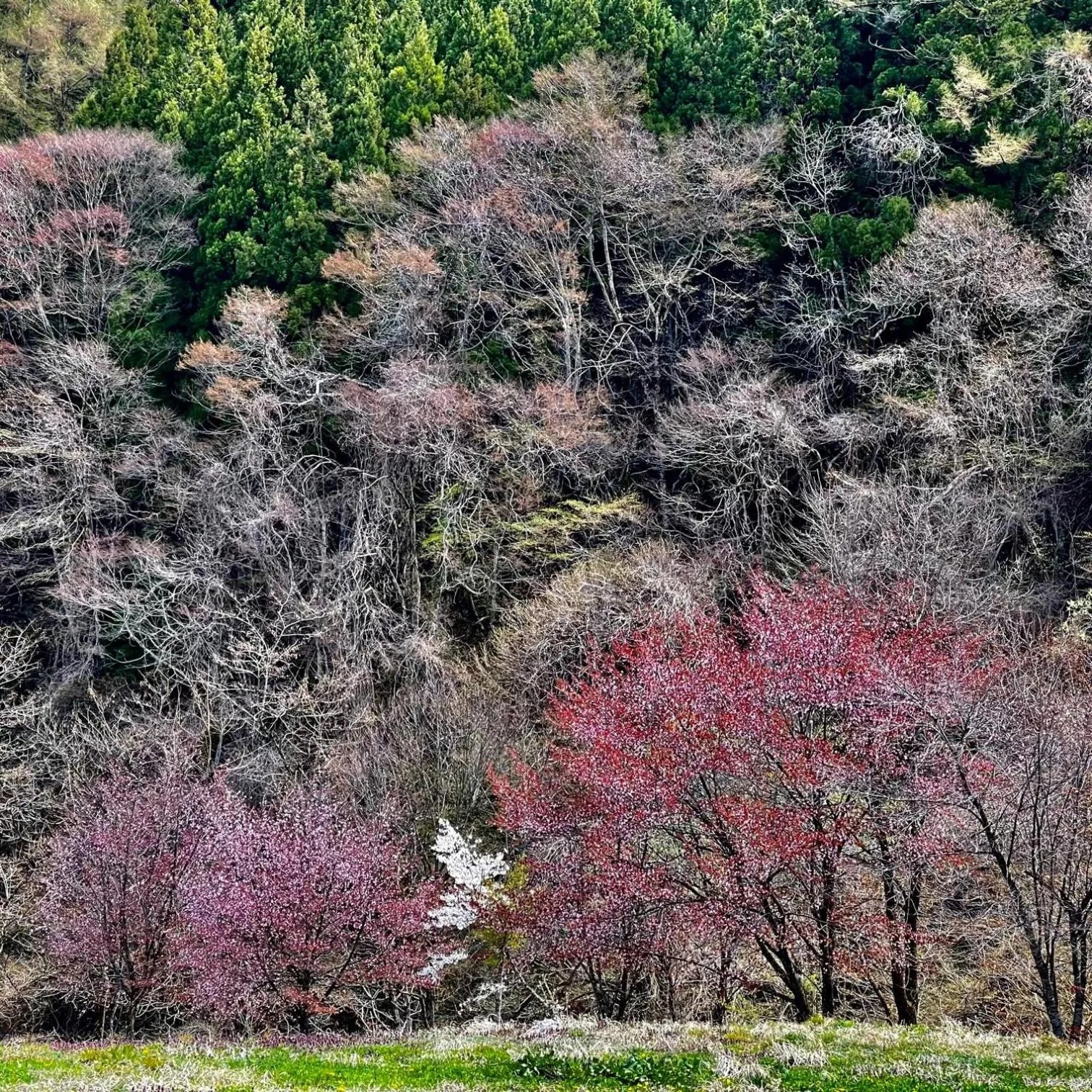 Spring in Hotel Sejour Mint in Hakuba