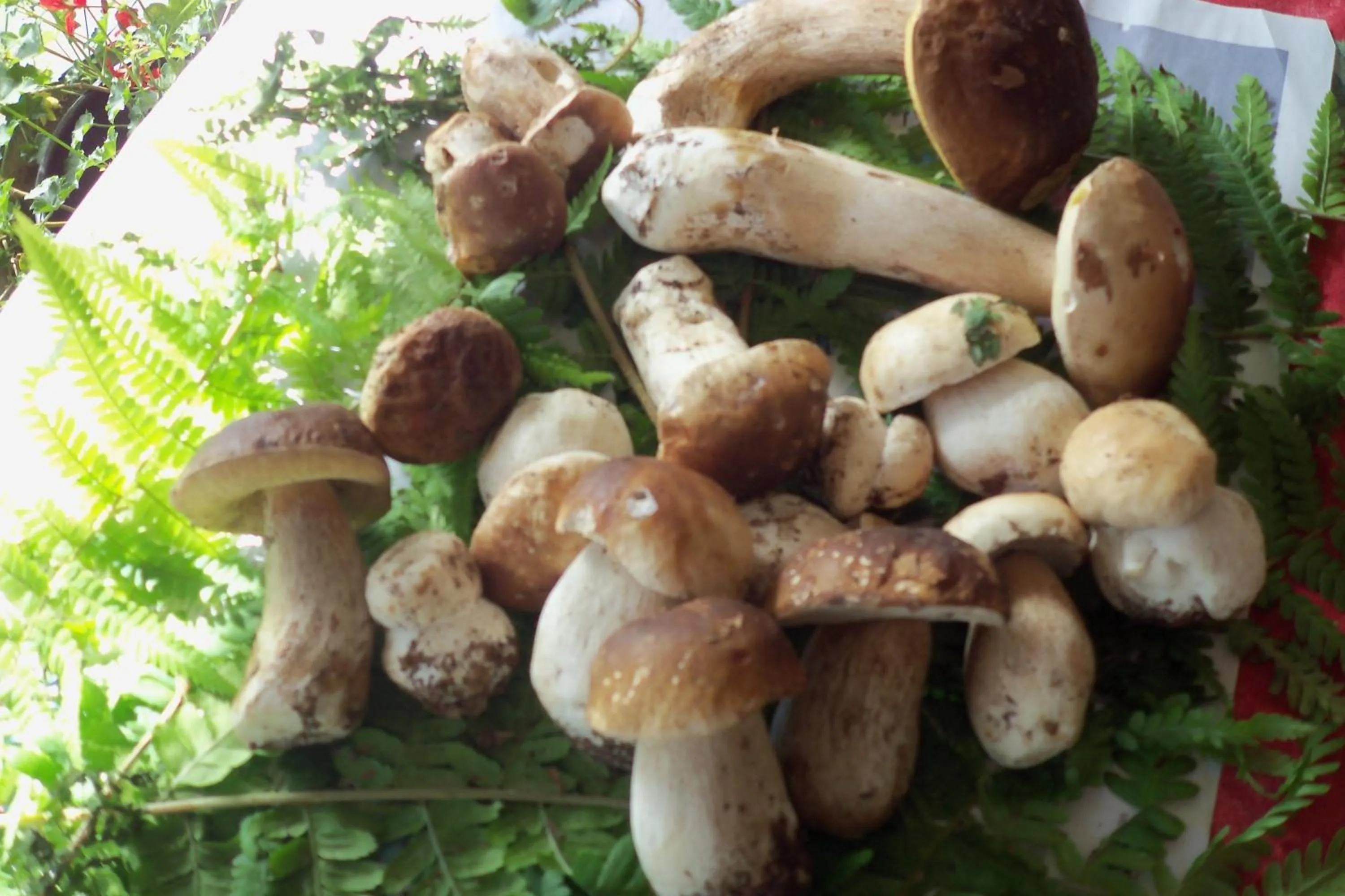 Natural landscape in Borgoeden