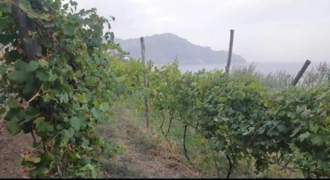 Agriturismo Fuoco D'Amalfi Villa Iazzetta