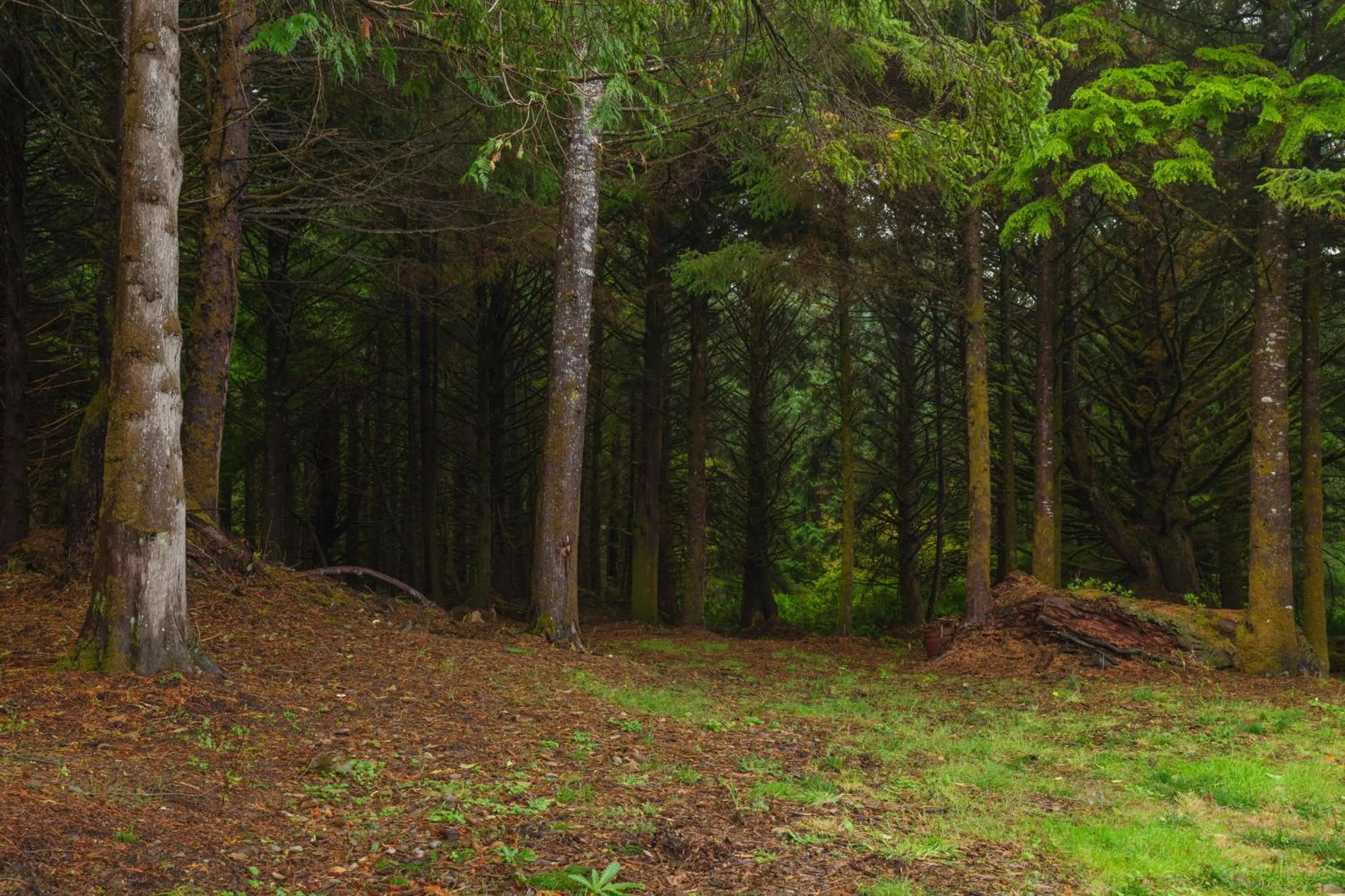 View (from property/room) in Arch Cape Inn and Retreat