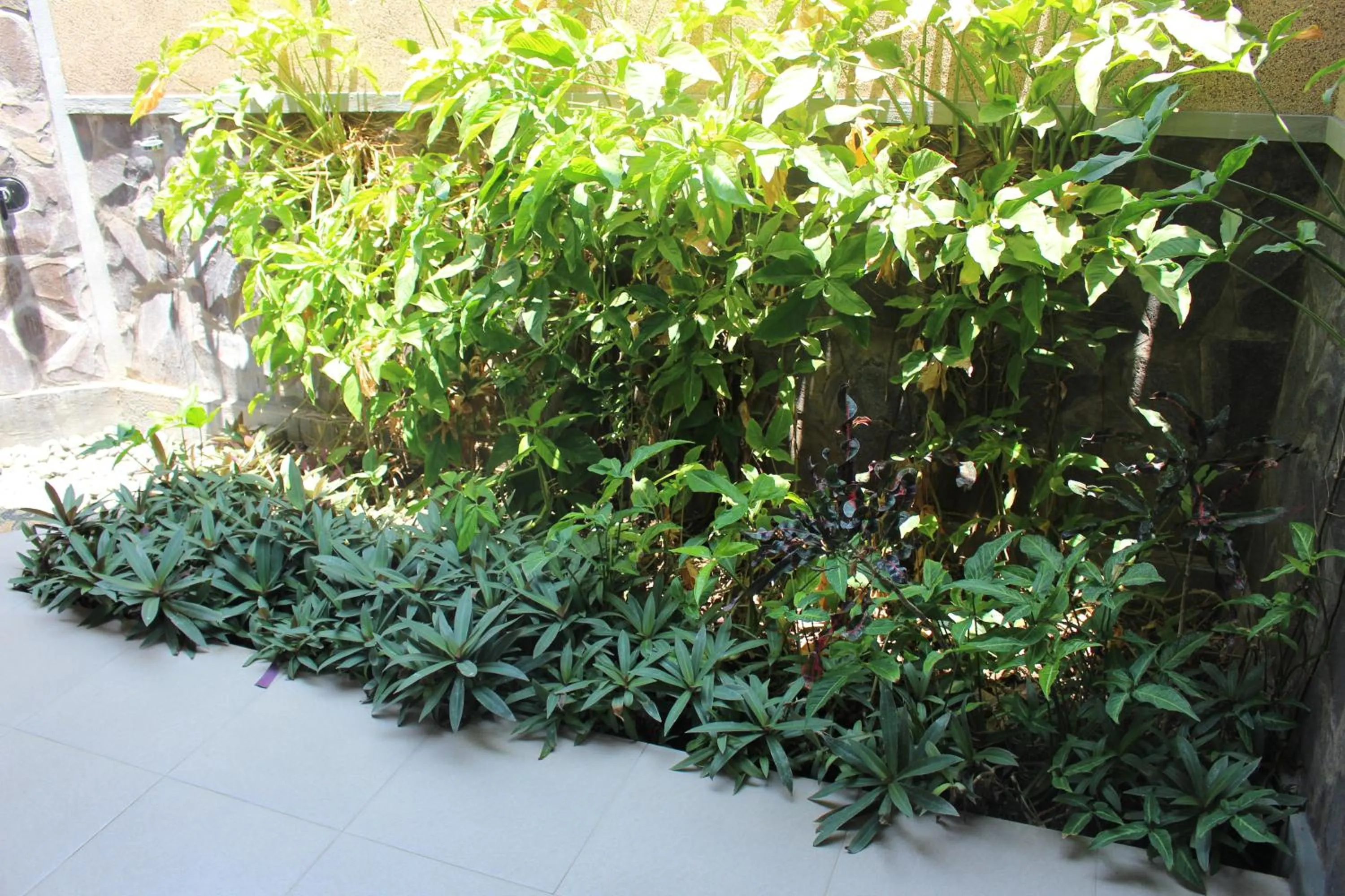 Garden in Magus Homestay