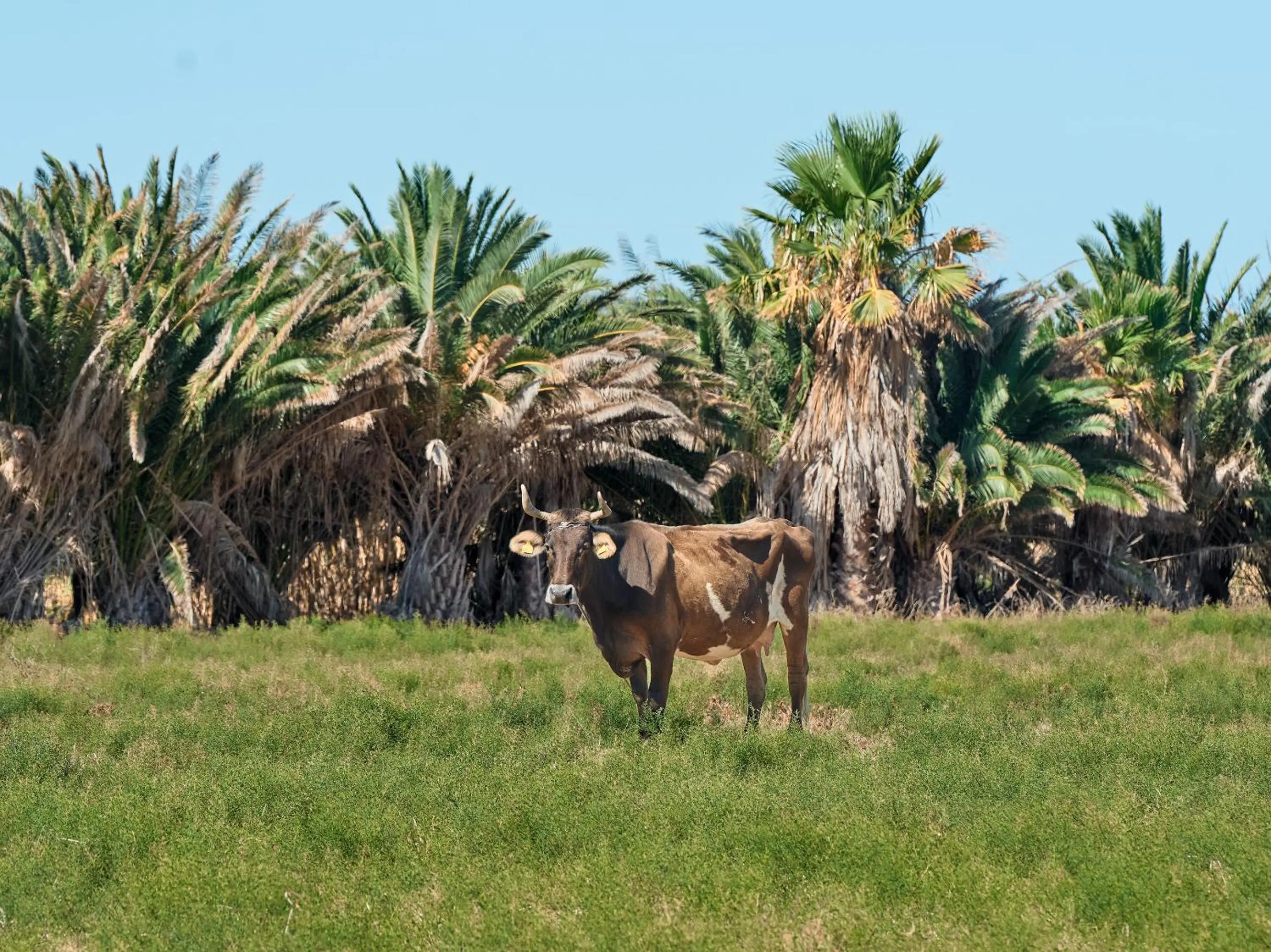 Casa Grande Paradiso Fields View in Grecotel Casa Paradiso