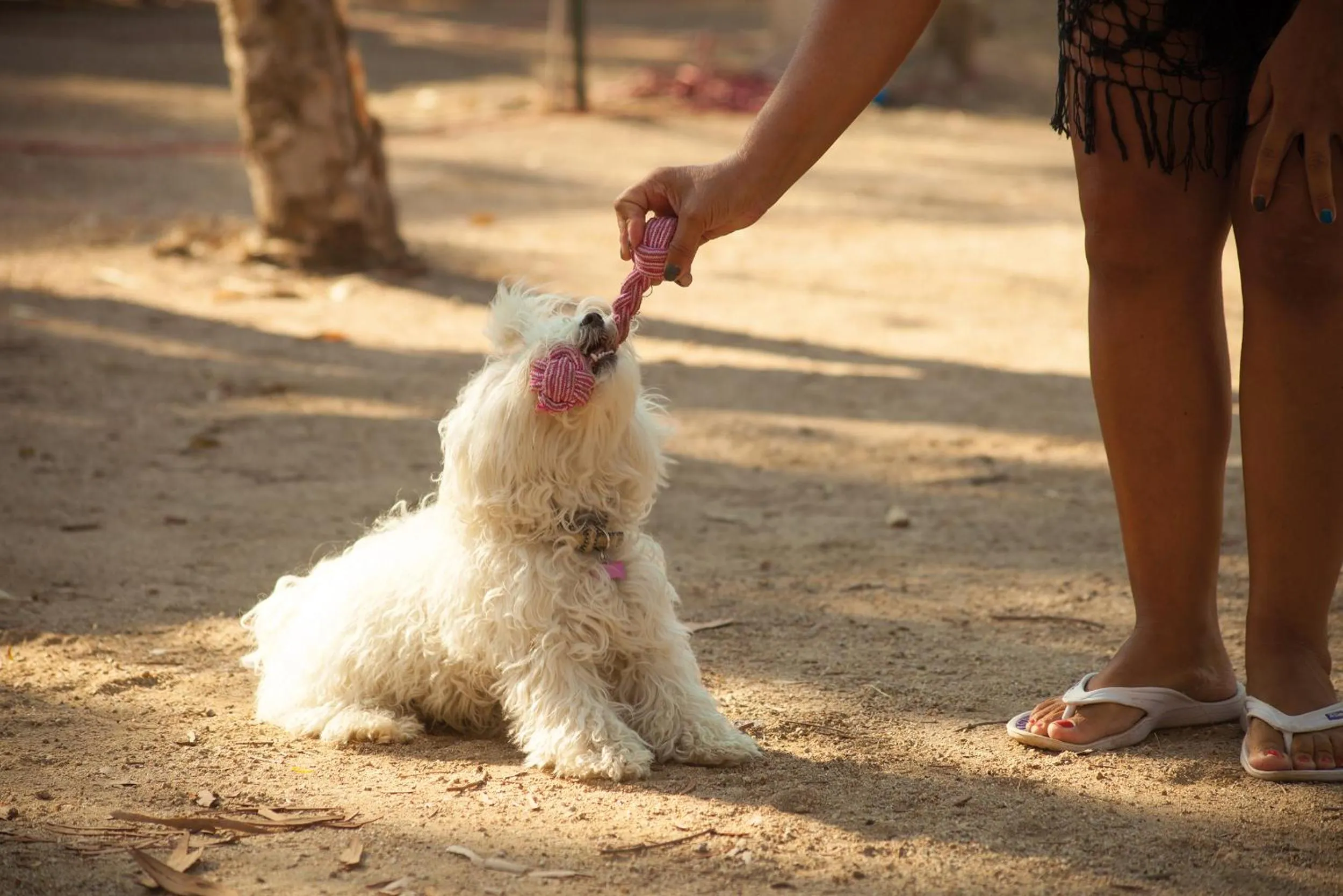 Animals in Camping Village Capo D'Orso