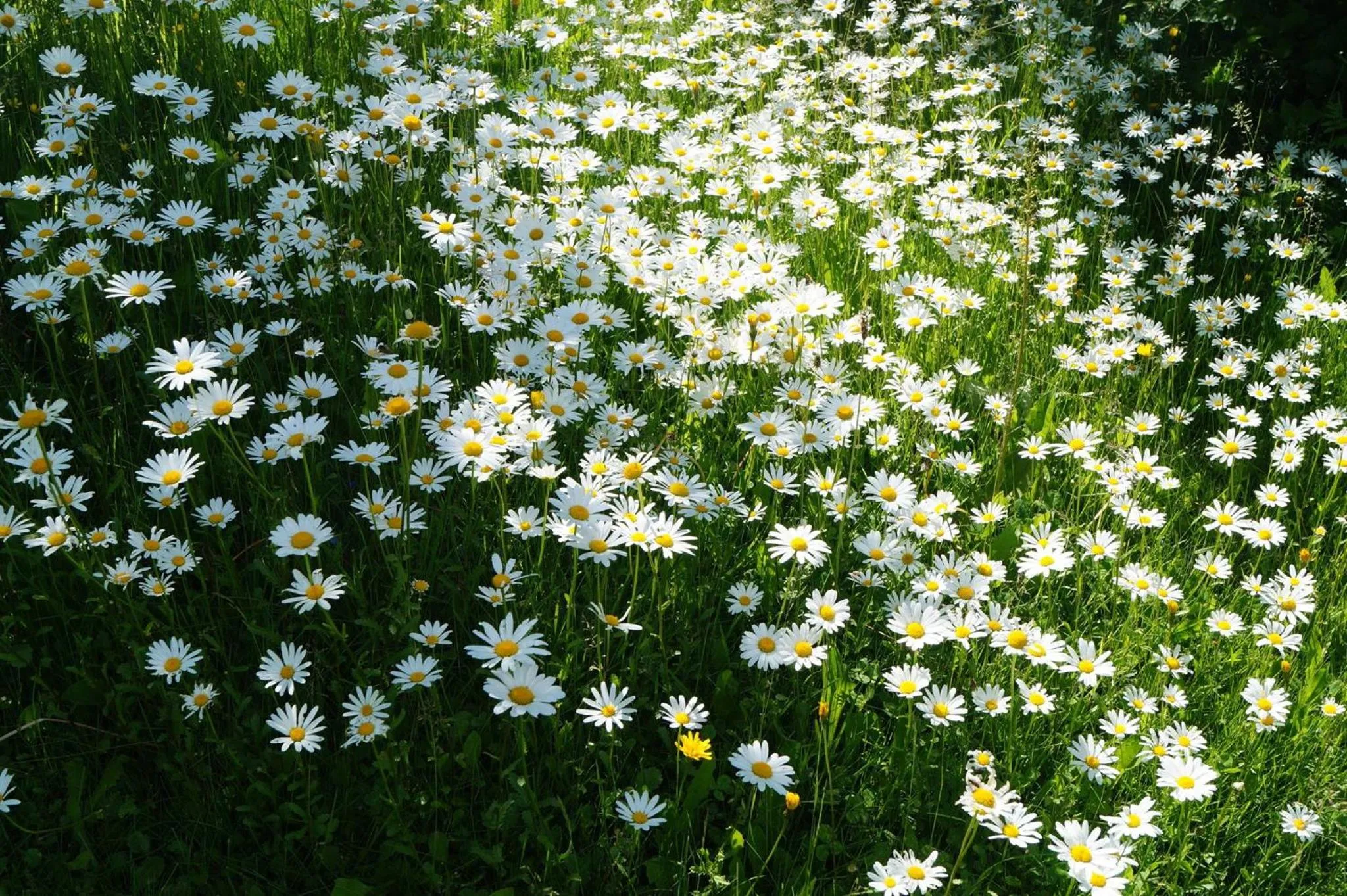 Garden in Der Almblick