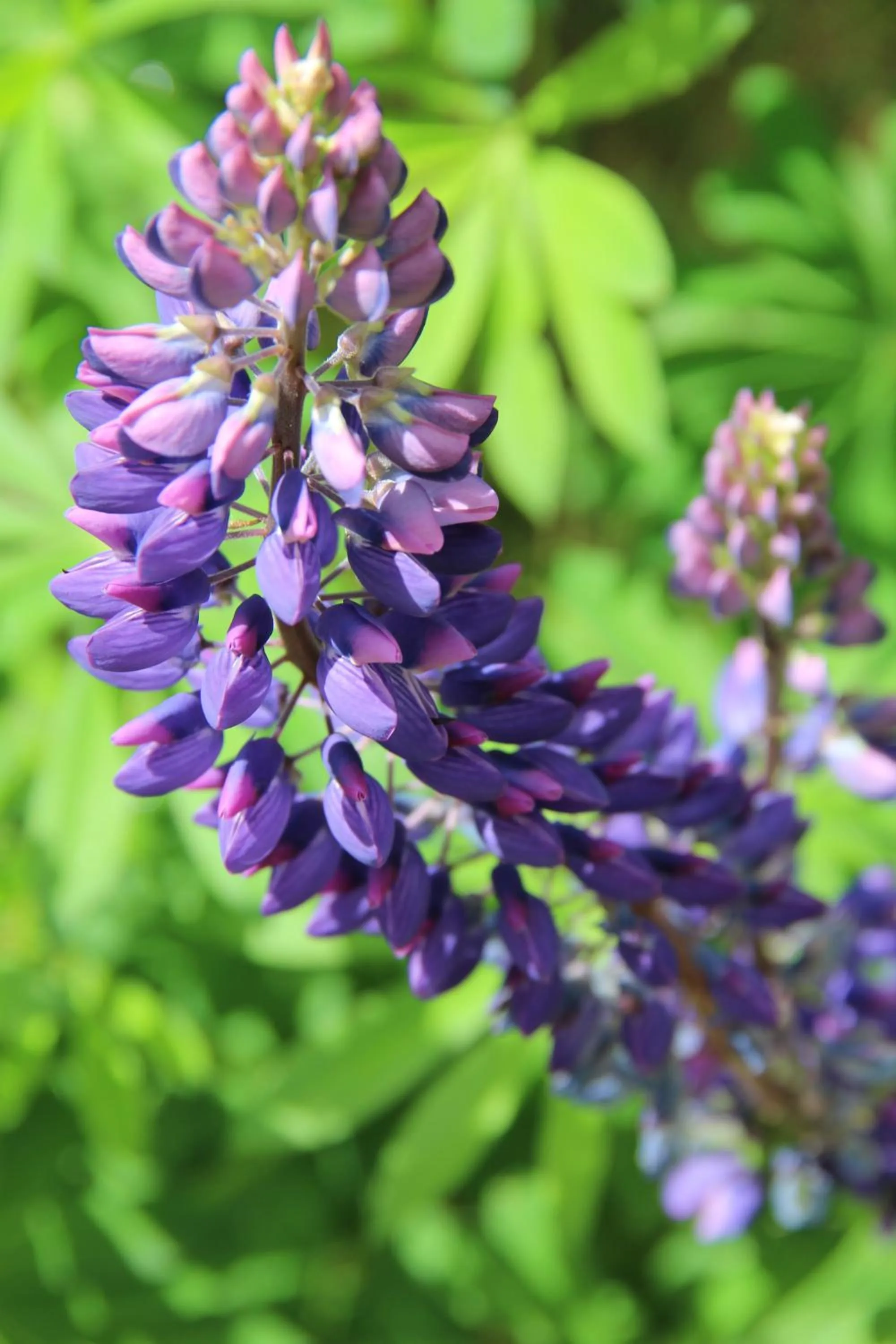 Garden in Der Almblick
