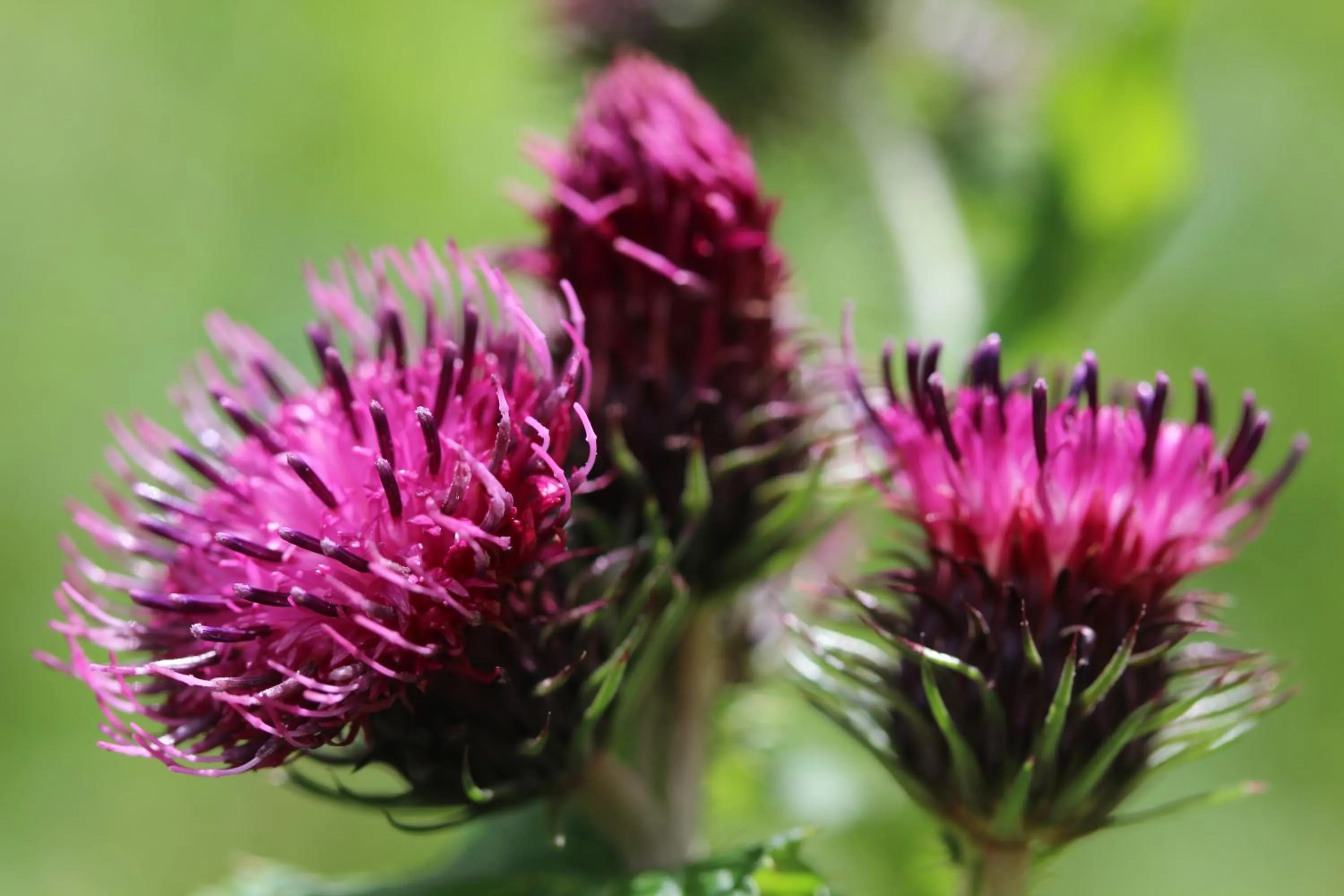 Hiking in Der Almblick