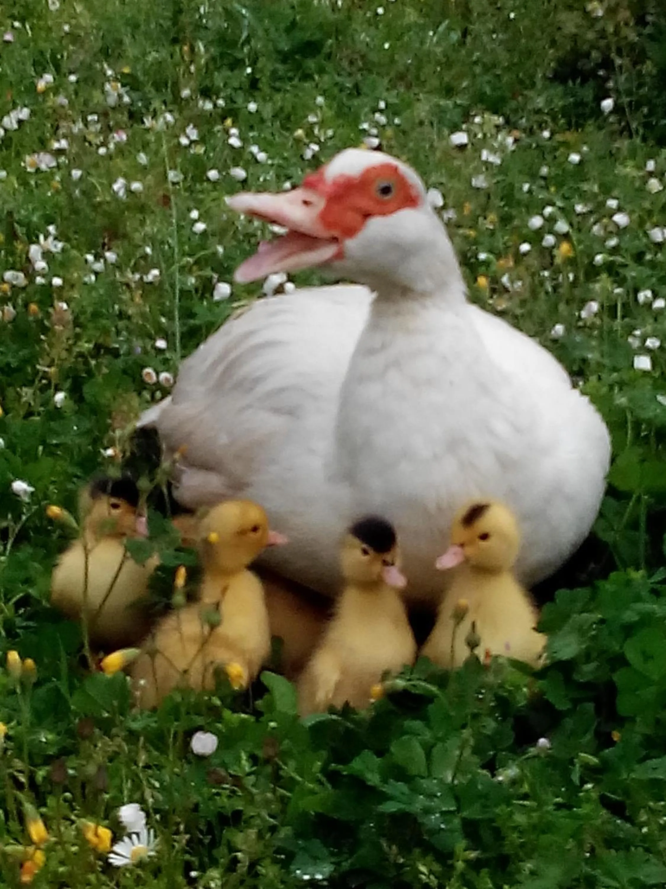 Pets in Boscodisotto