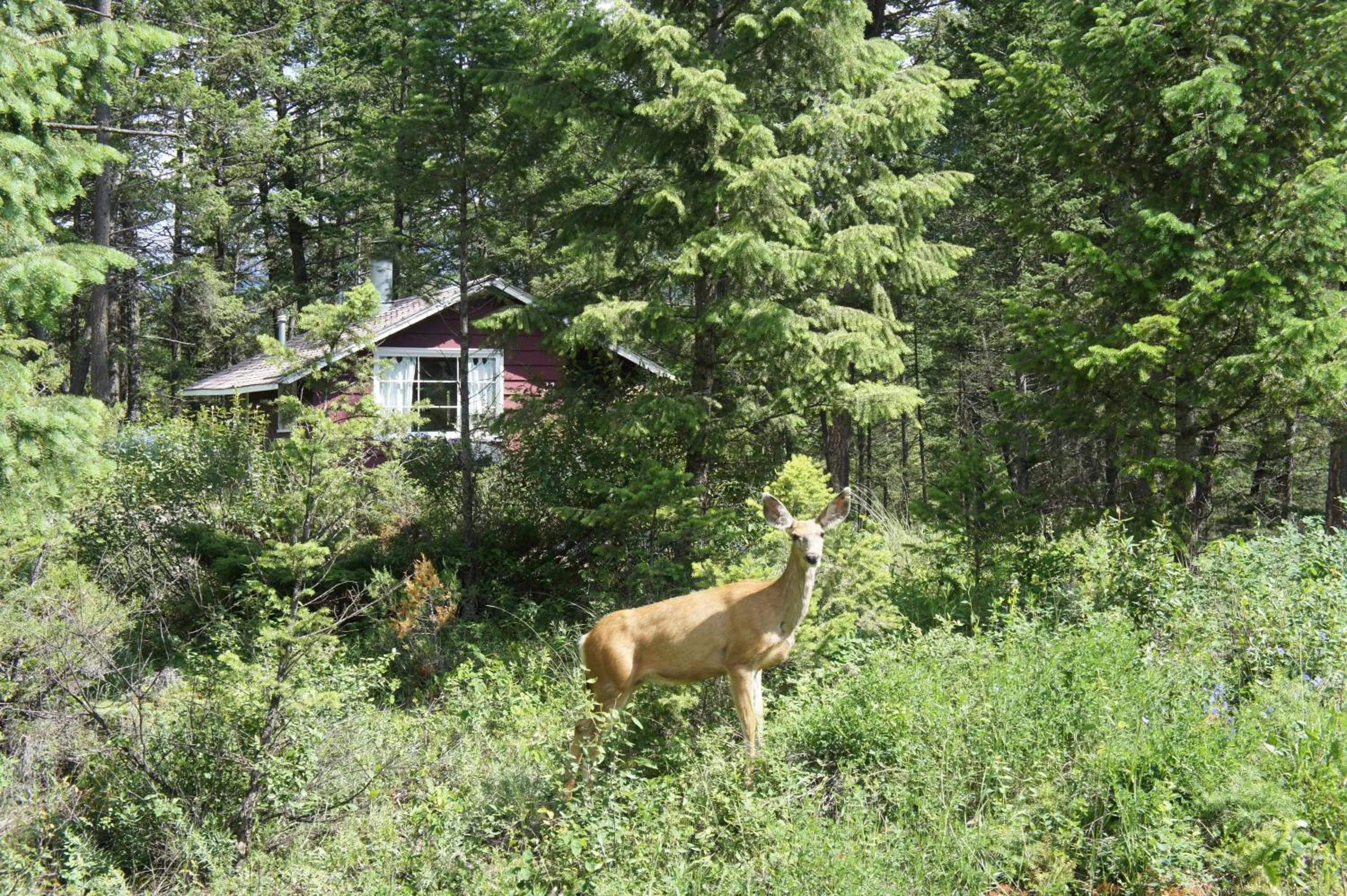 Area and facilities in Fairmont Mountain Bungalows