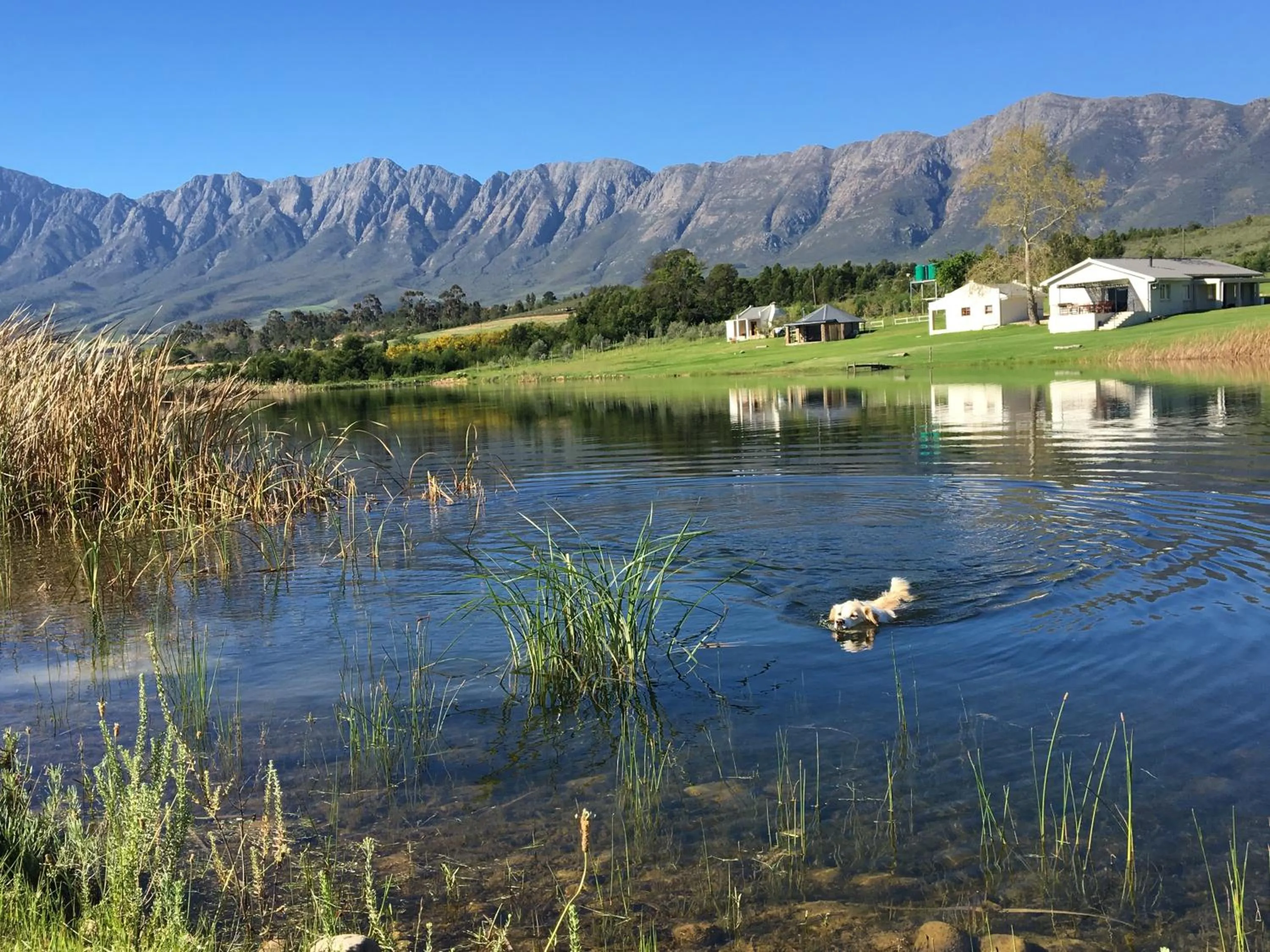 Pets in Reflections Guest Farm