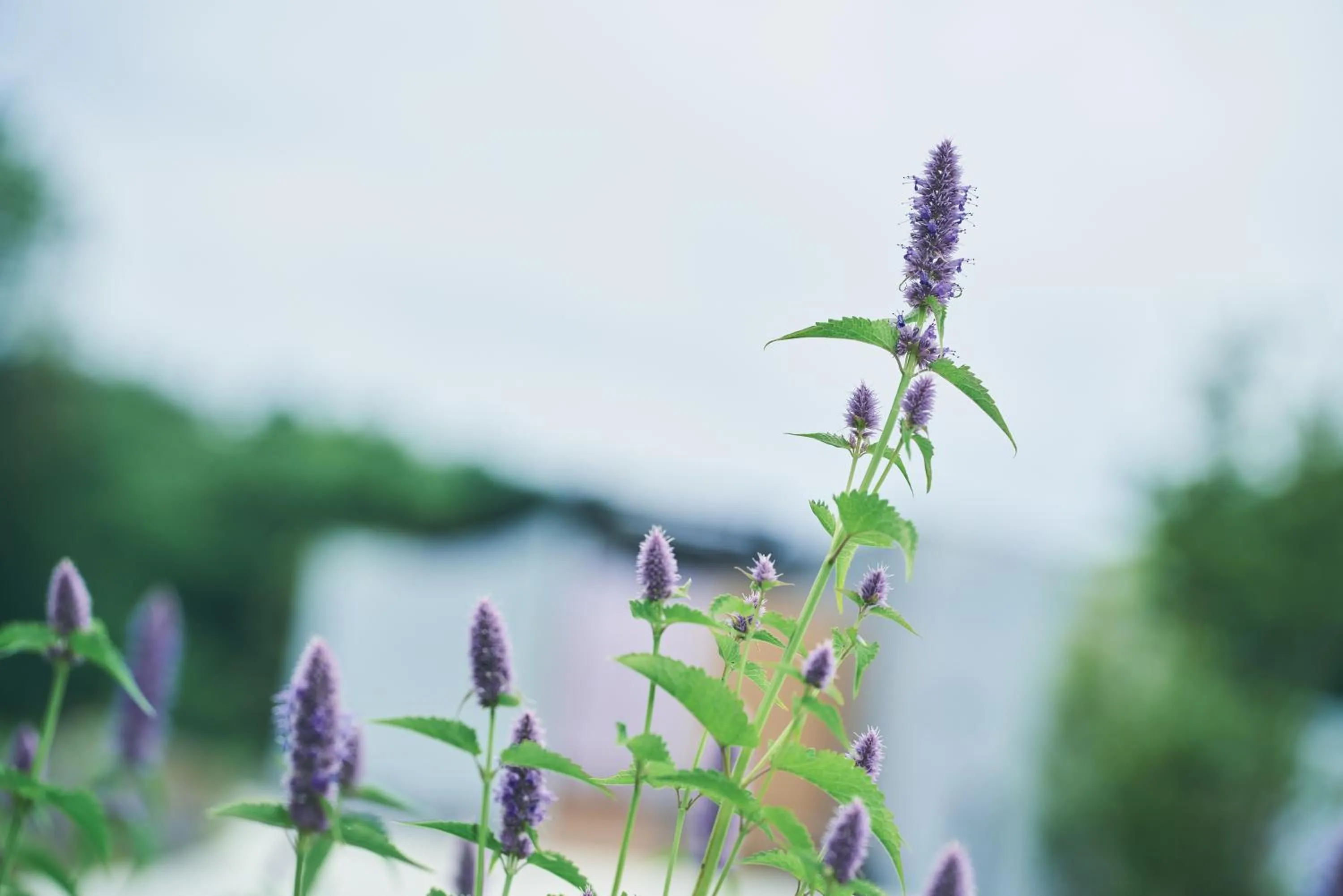 Garden view in BLANC FUJI