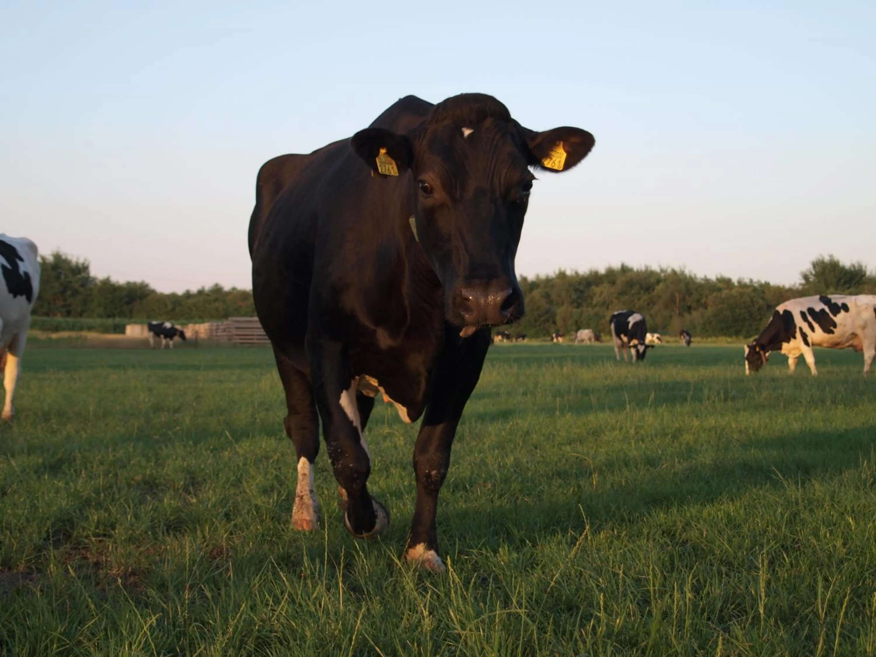 Summer in B&B/Boertel de Meander