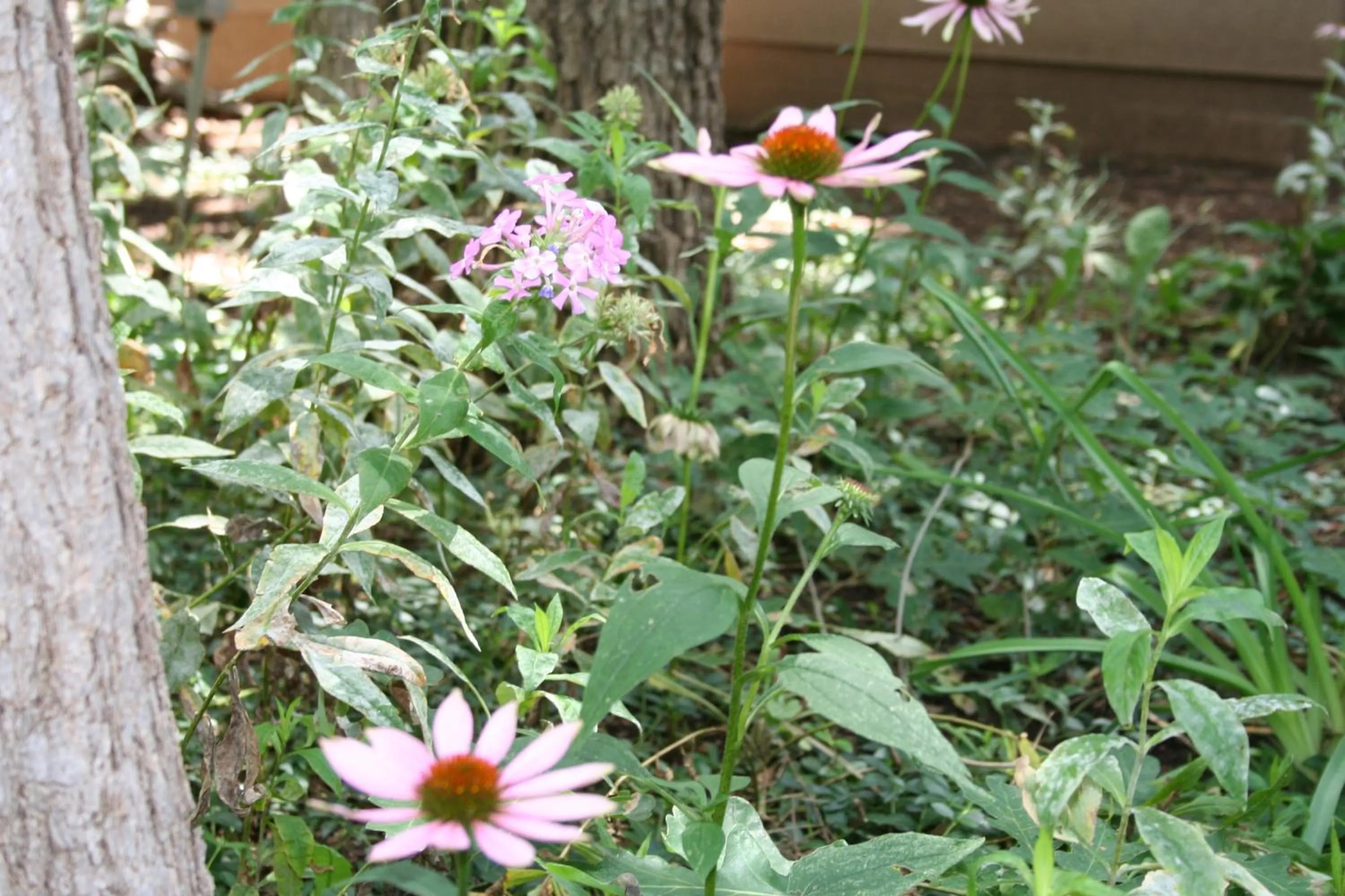 Garden view in Northwoods Resort Cabins