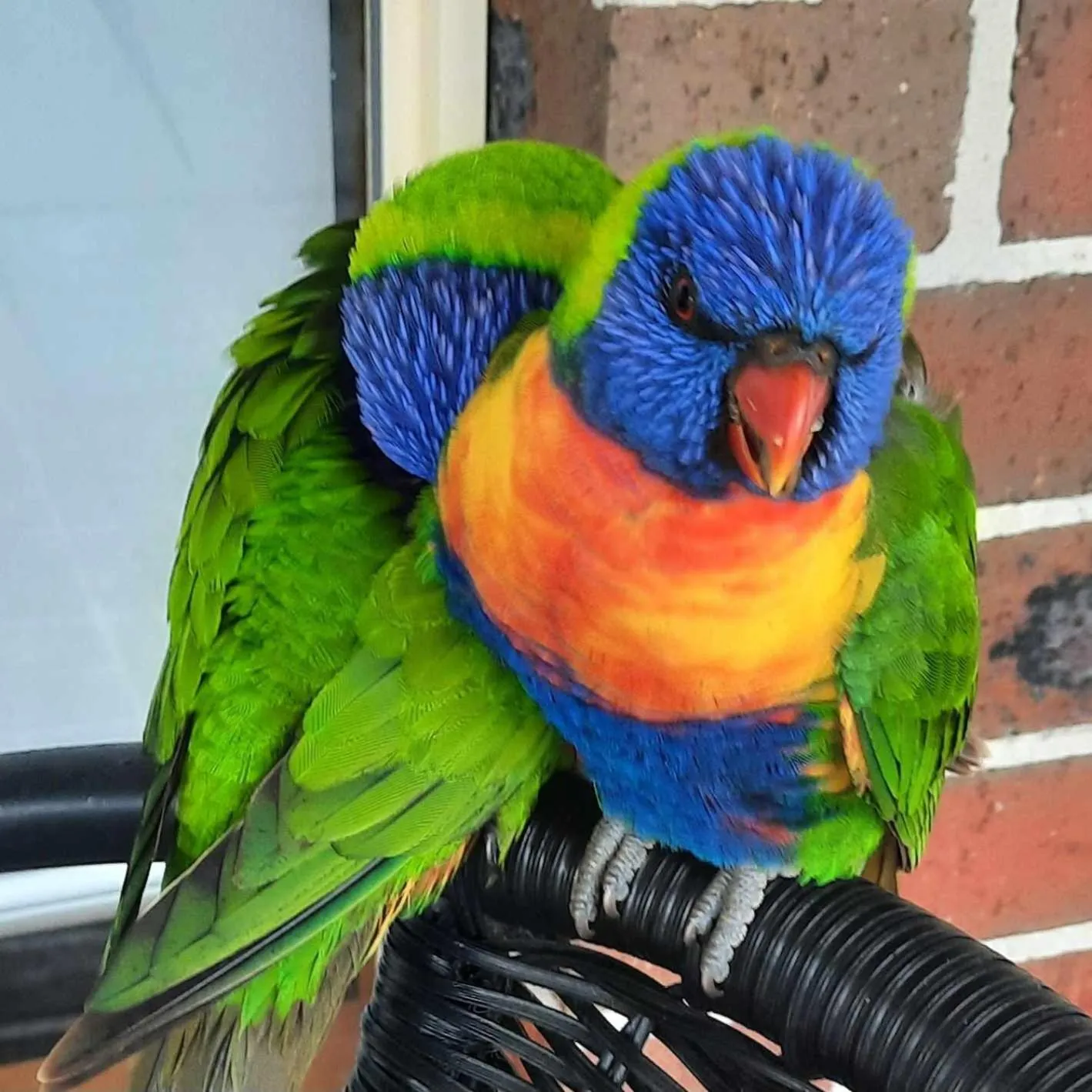 Garden view in Arthur Phillip Motor Inn