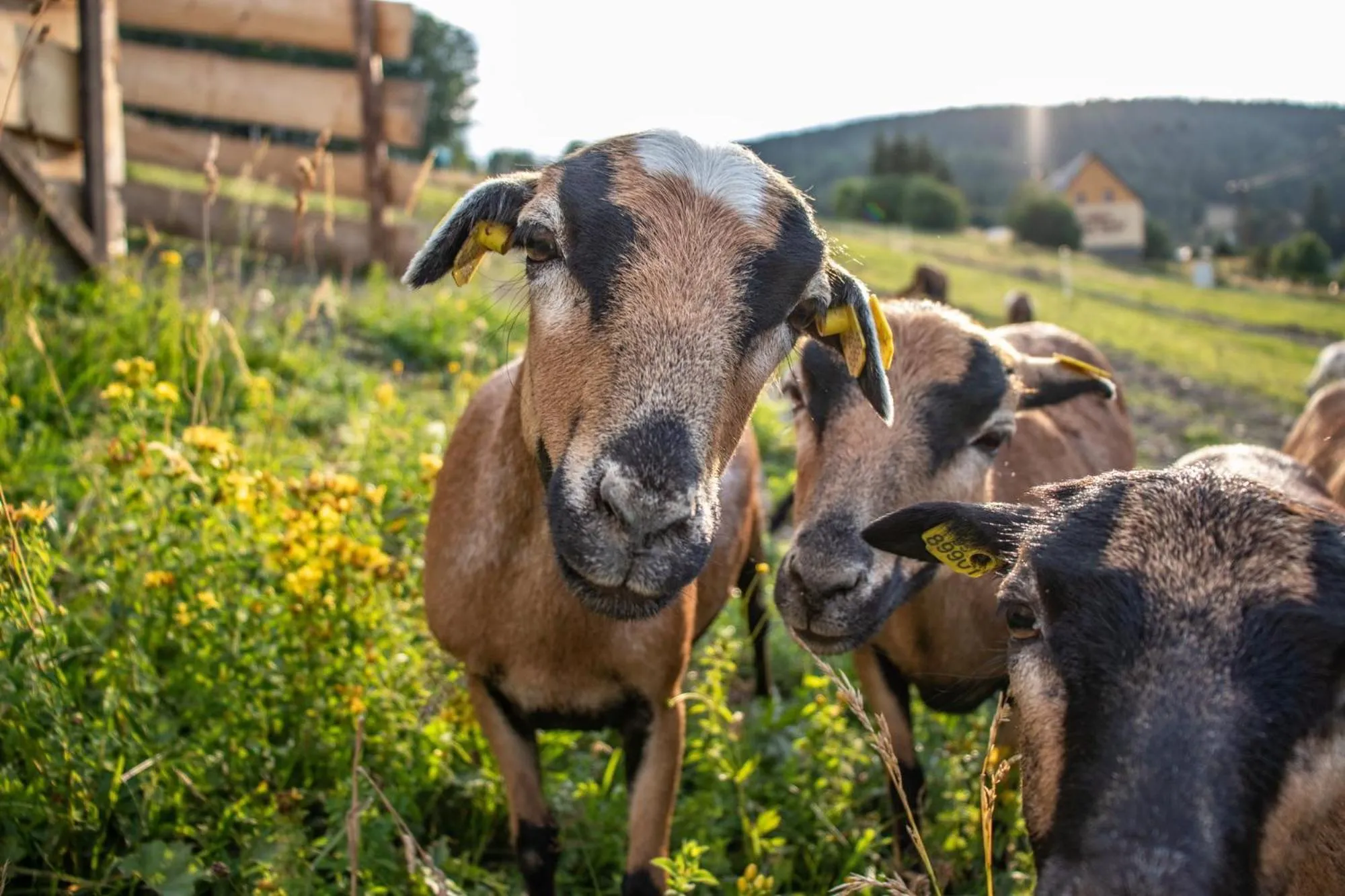 Spring in Wellness hotel Sauna