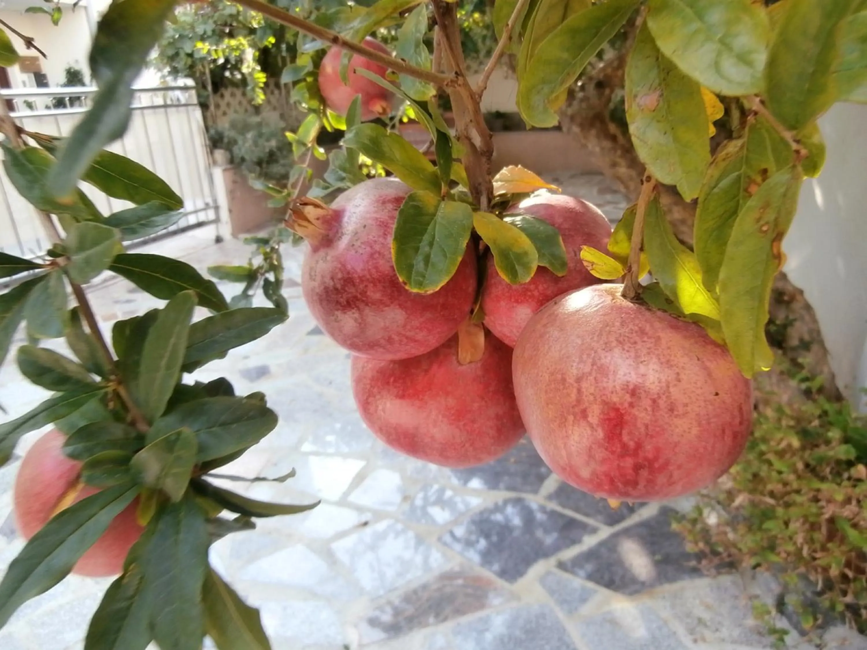 Patio in Apartments Cordis