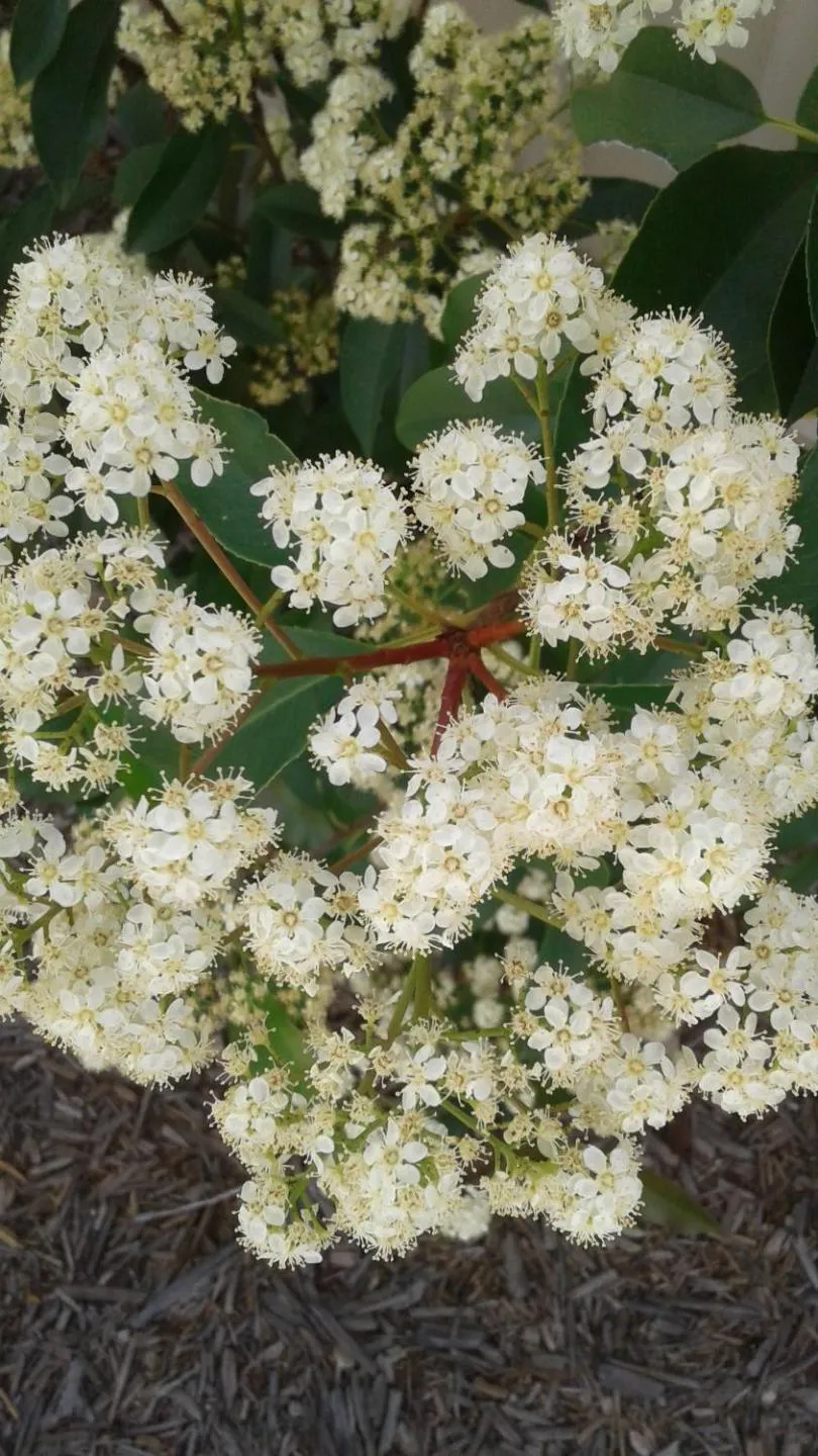 Garden in Royal Motel Miles