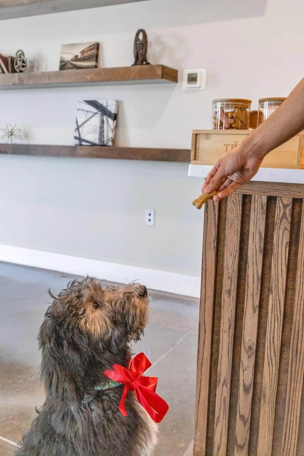 Pets in The Kingston