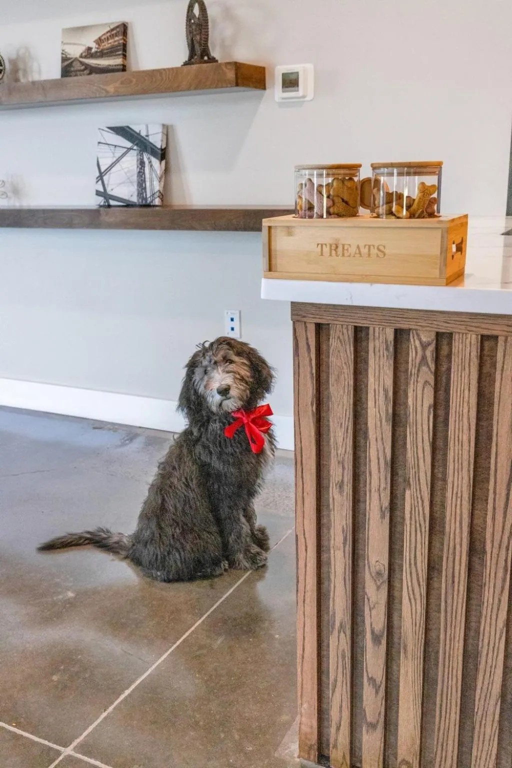 Pets in The Kingston