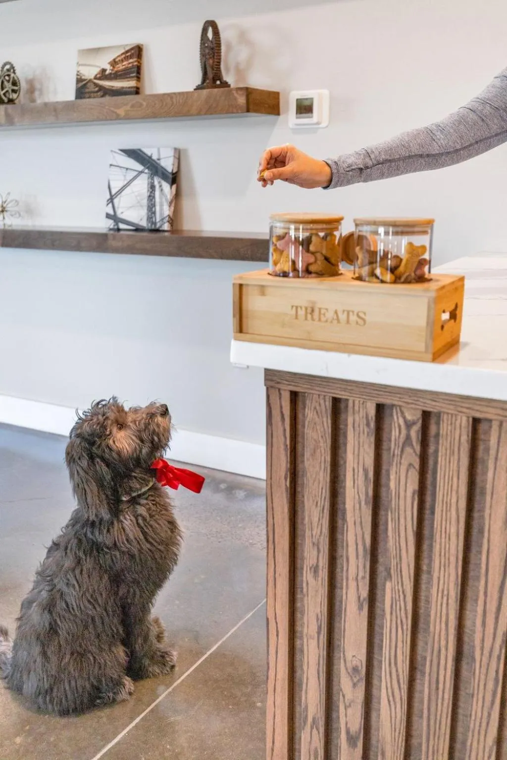 Pets in The Kingston