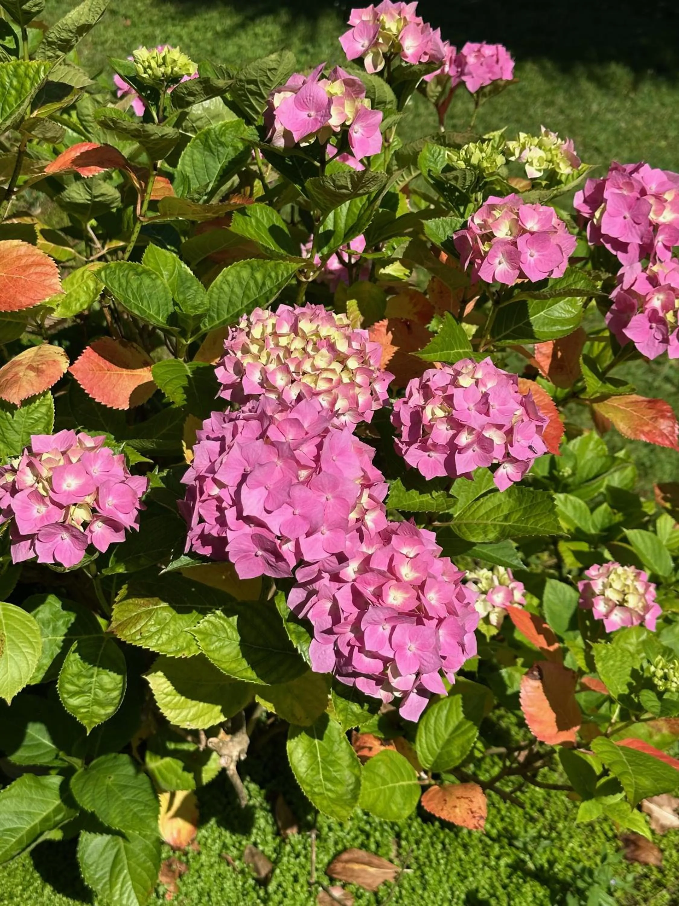 Garden in Logis Hôtel La Demeure du Perron