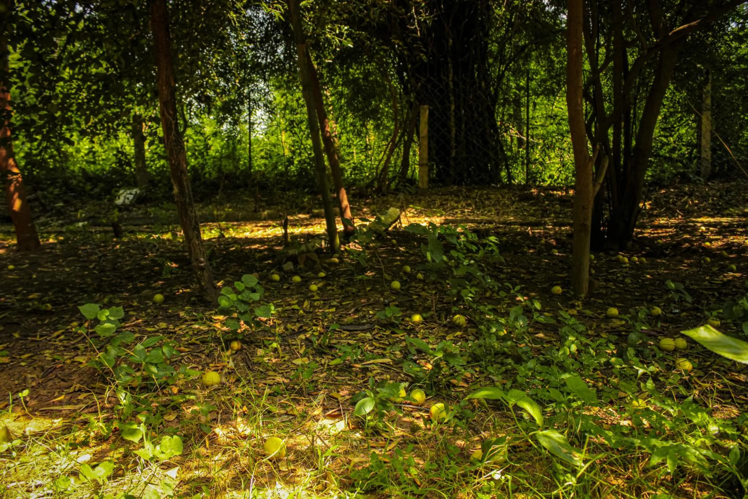 Natural landscape in Panna Tiger Resort- Riverside Property