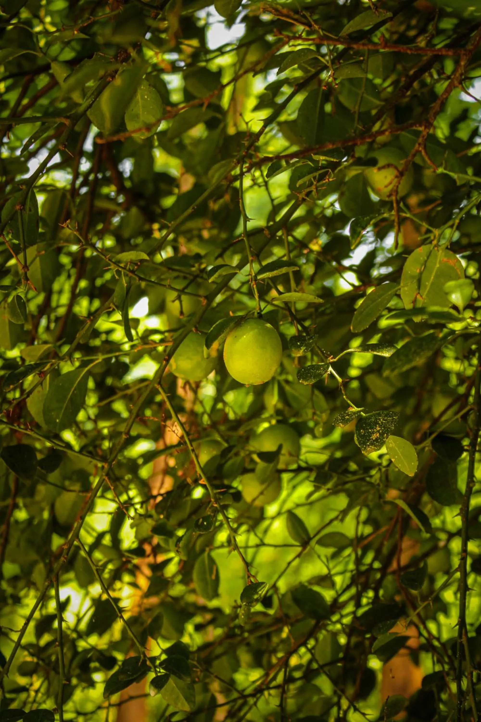 Natural landscape in Panna Tiger Resort- Riverside Property