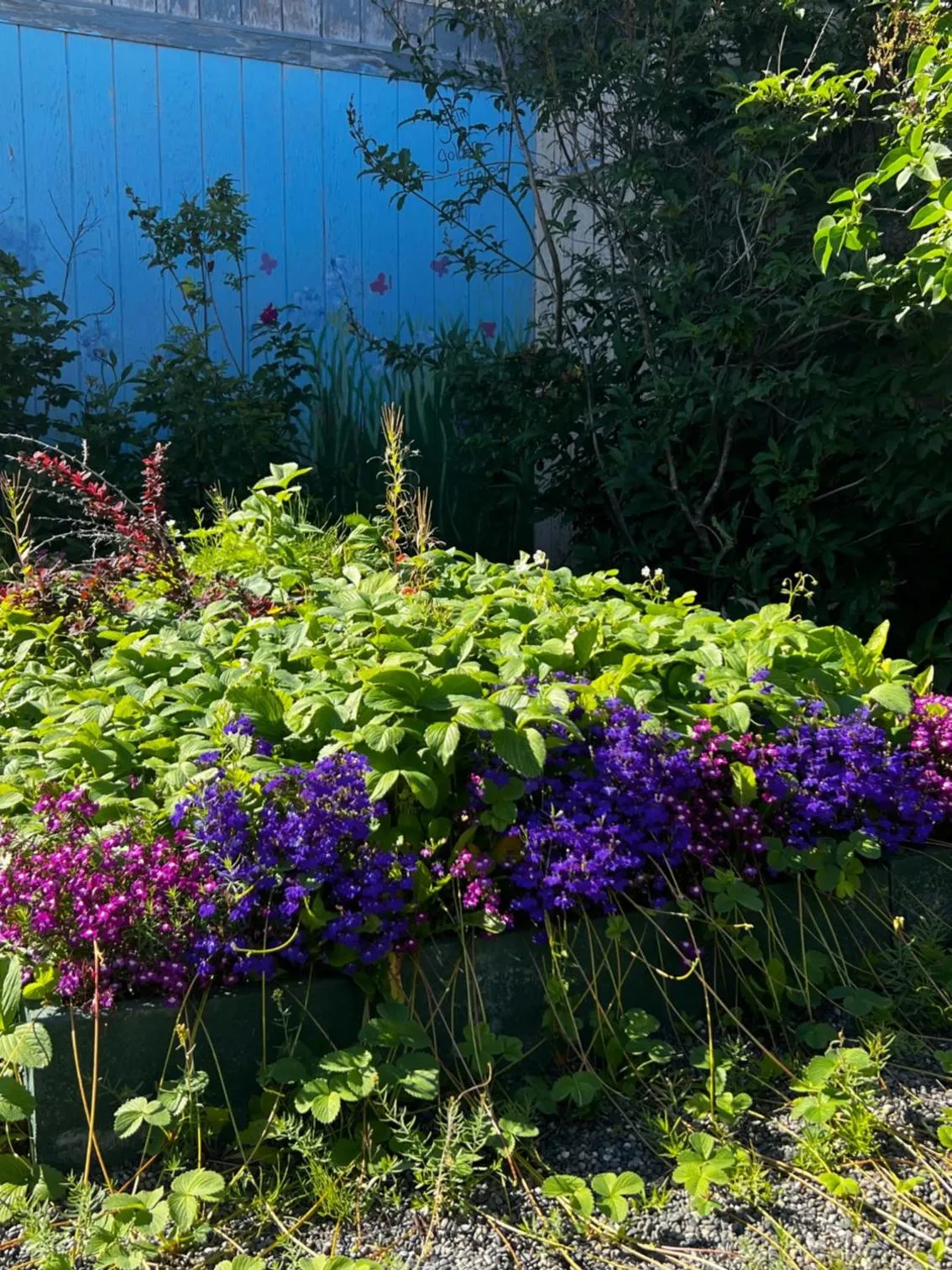 Garden in The Kenai Inn