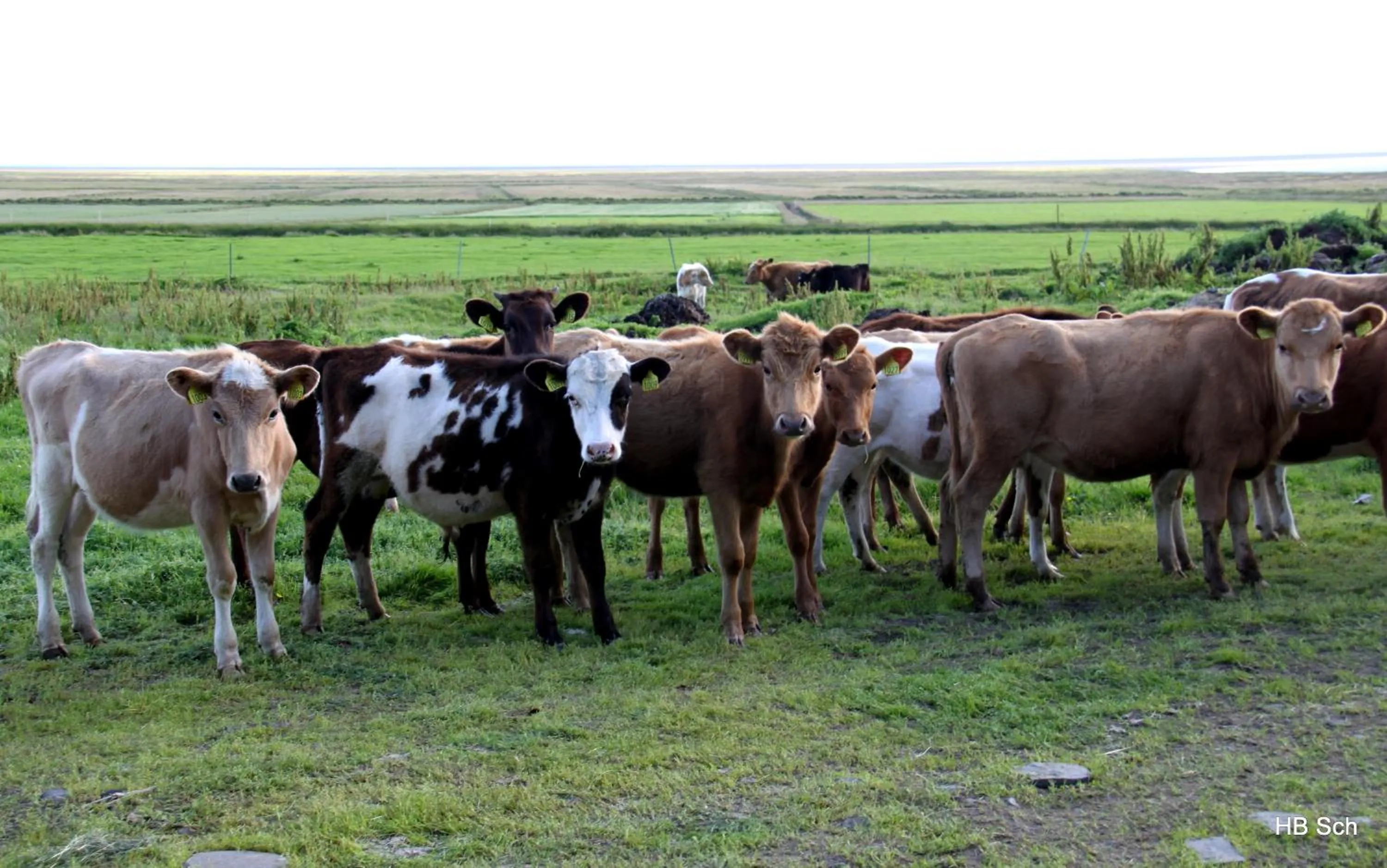 South Iceland Guesthouse