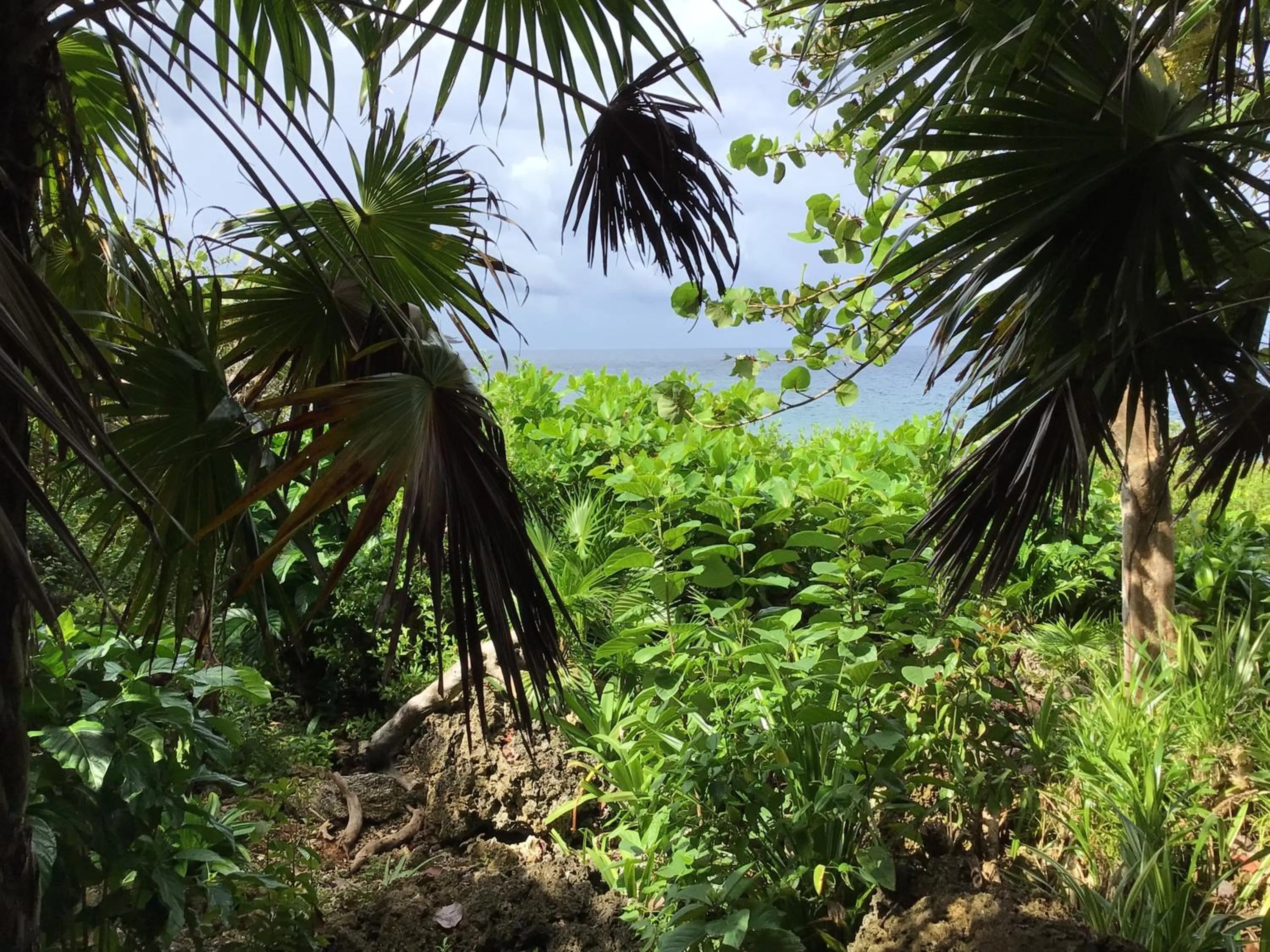 Sea view in Cocolobo Resort