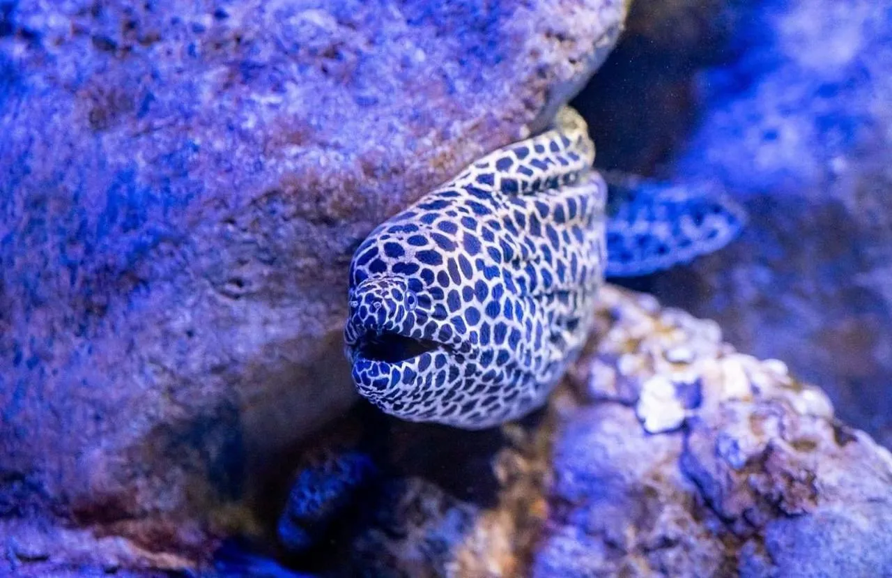 Off site in Must Leblon - pacote: 4 Hóspedes, Praia + 1 Ticket