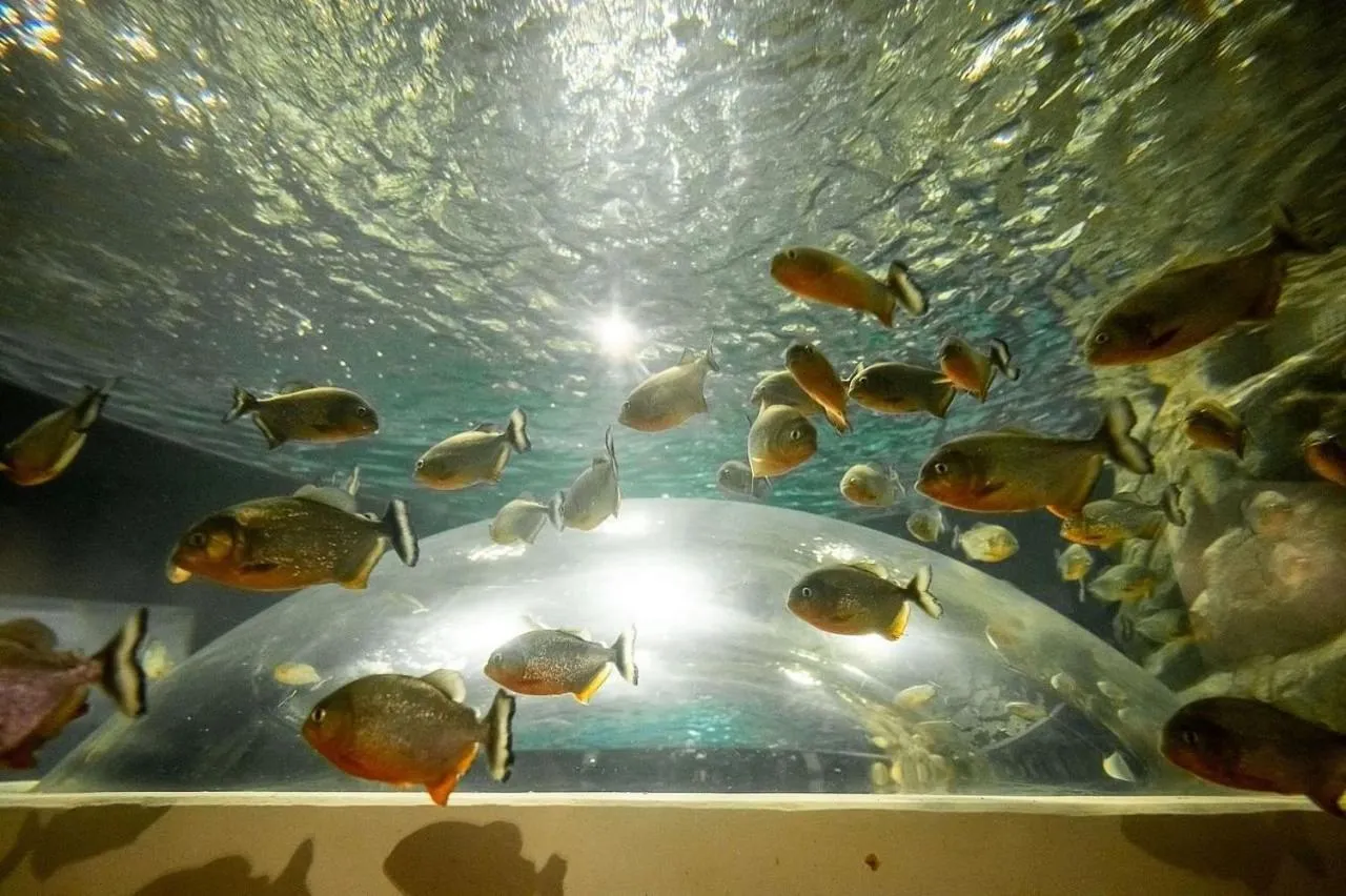 Off site in Must Leblon - pacote: 4 Hóspedes, Praia + 1 Ticket