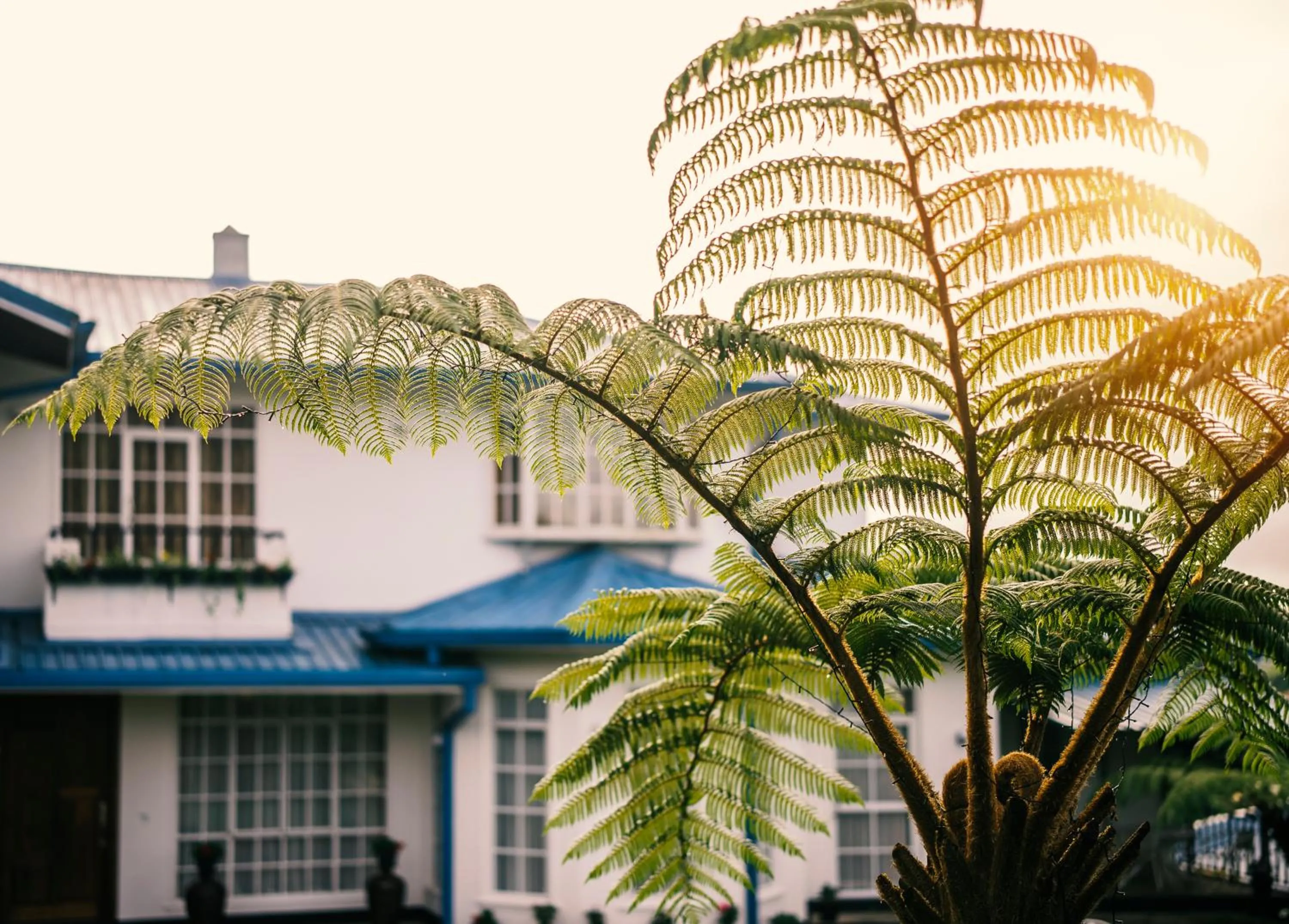 Garden in Aaradhya Nuwara Eliya