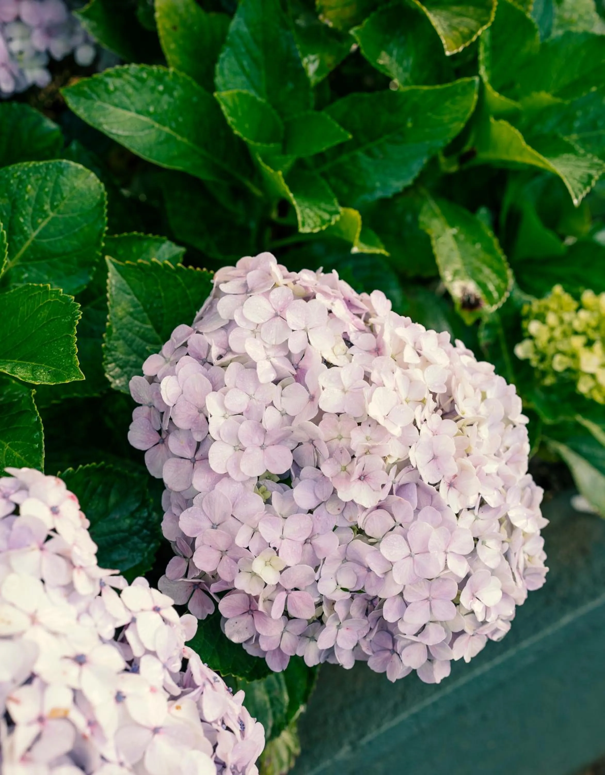 Garden in Aaradhya Nuwara Eliya