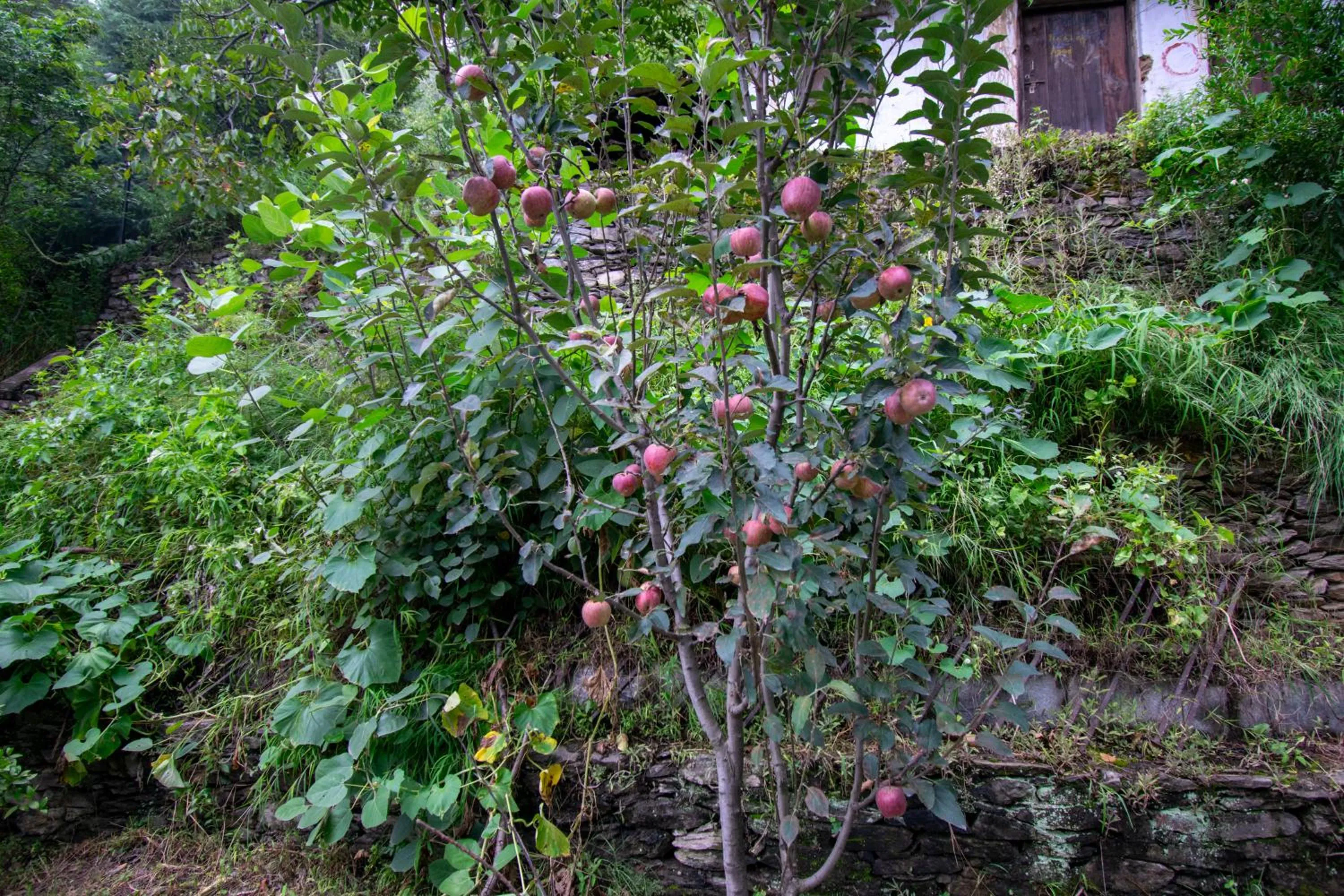 Day in Octave Himalayan Hamlet