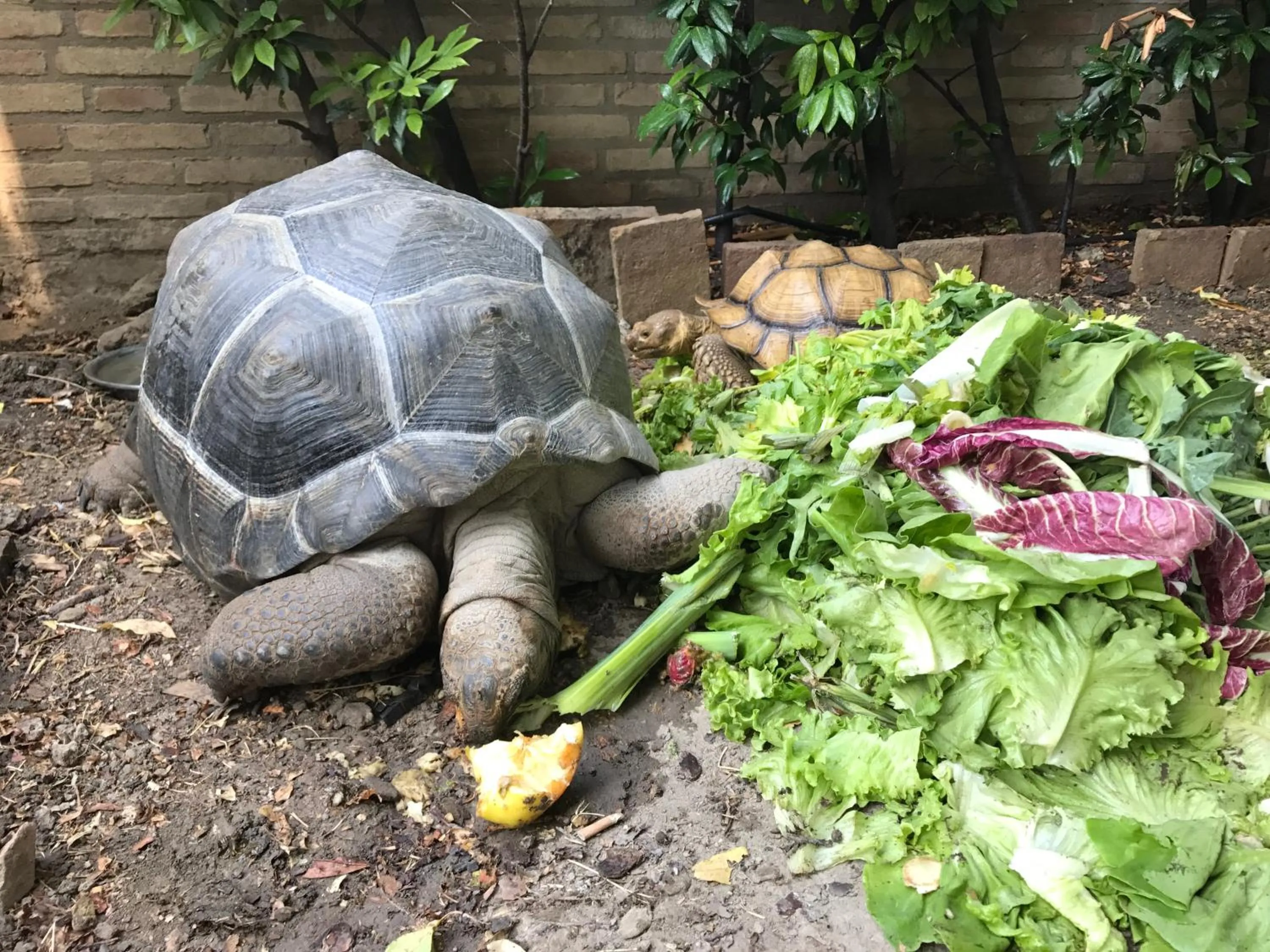 Animals in B&B Simona