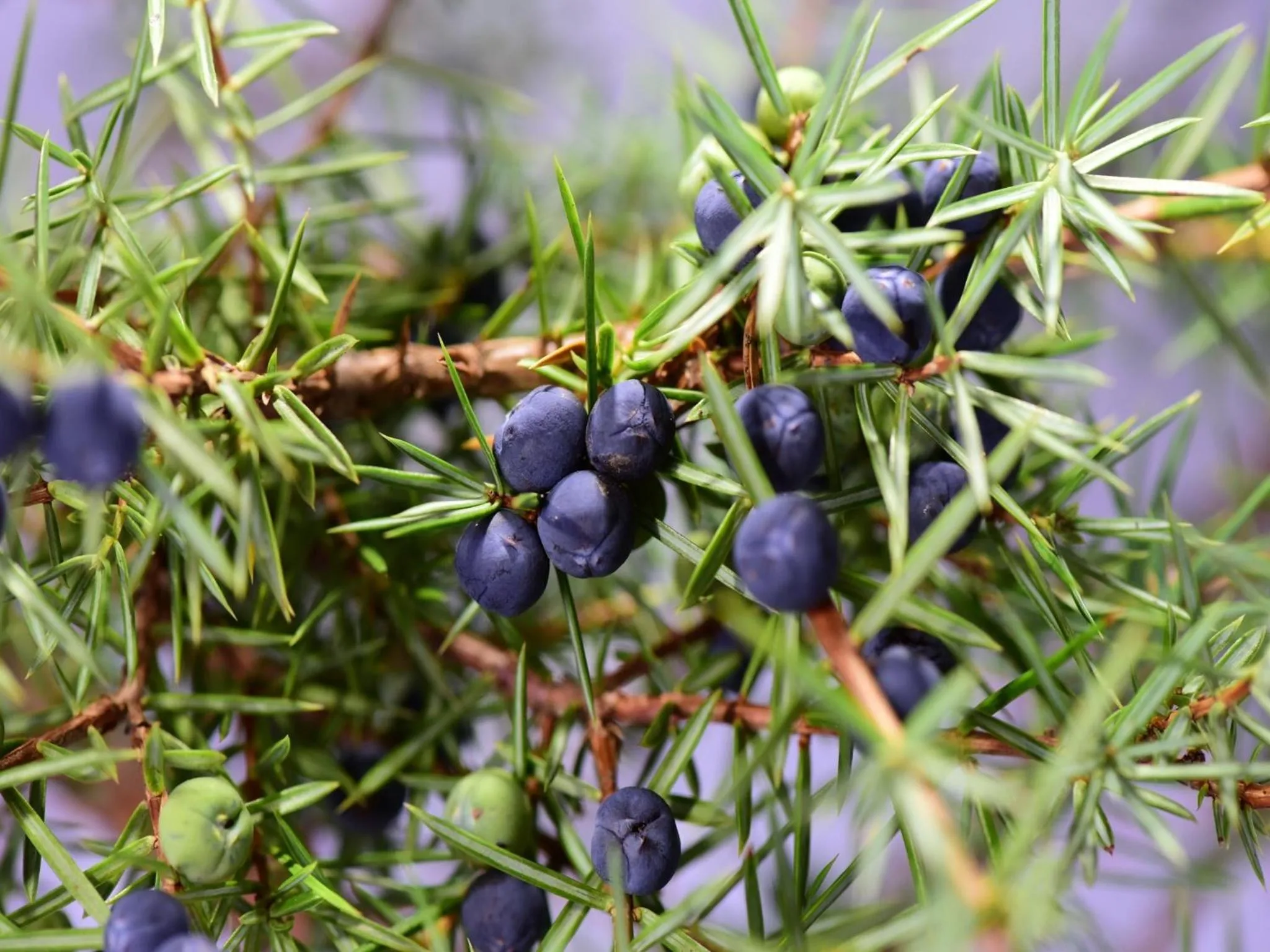 Other in Hotel Ginepro