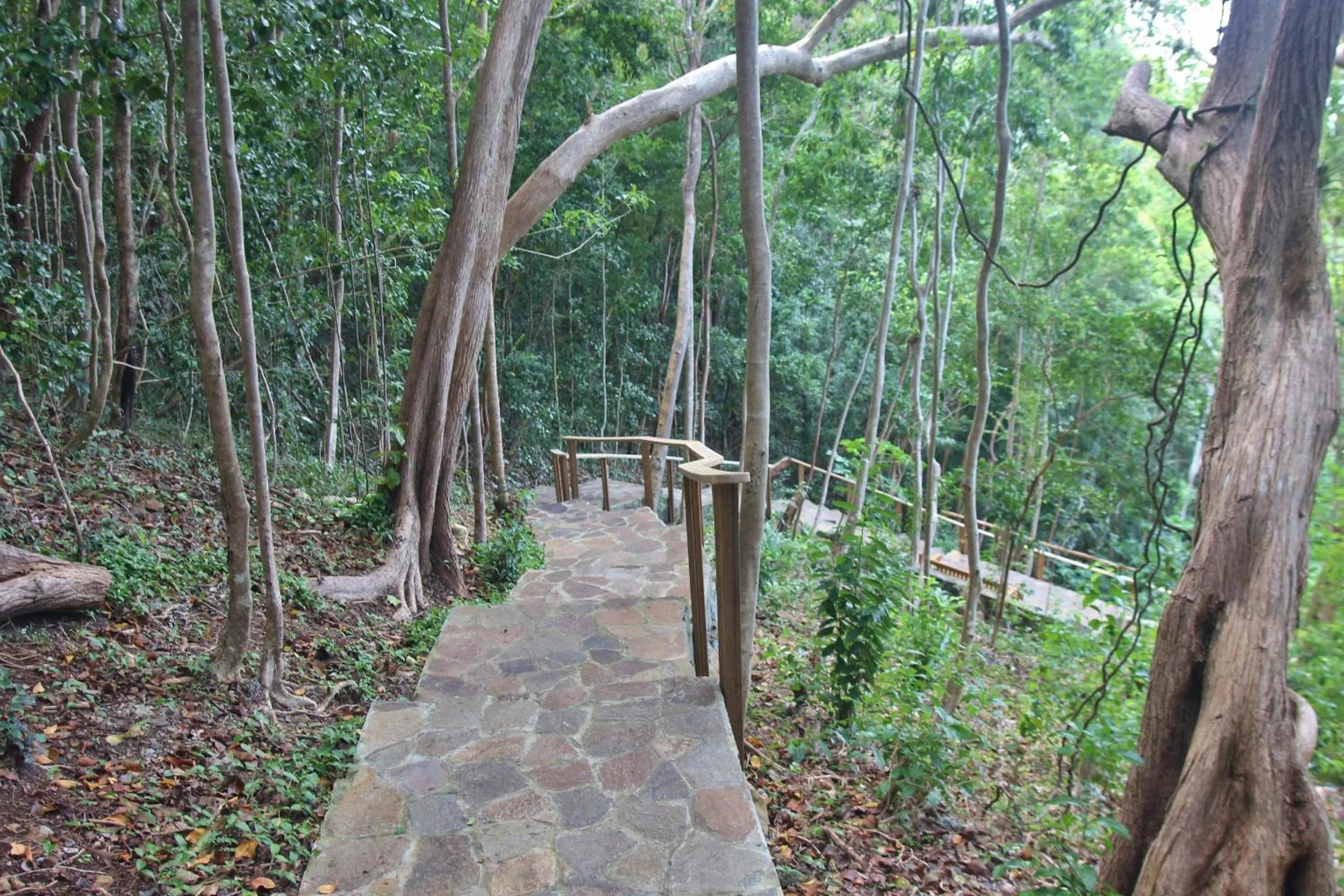 Natural landscape in Tropical Hideaway