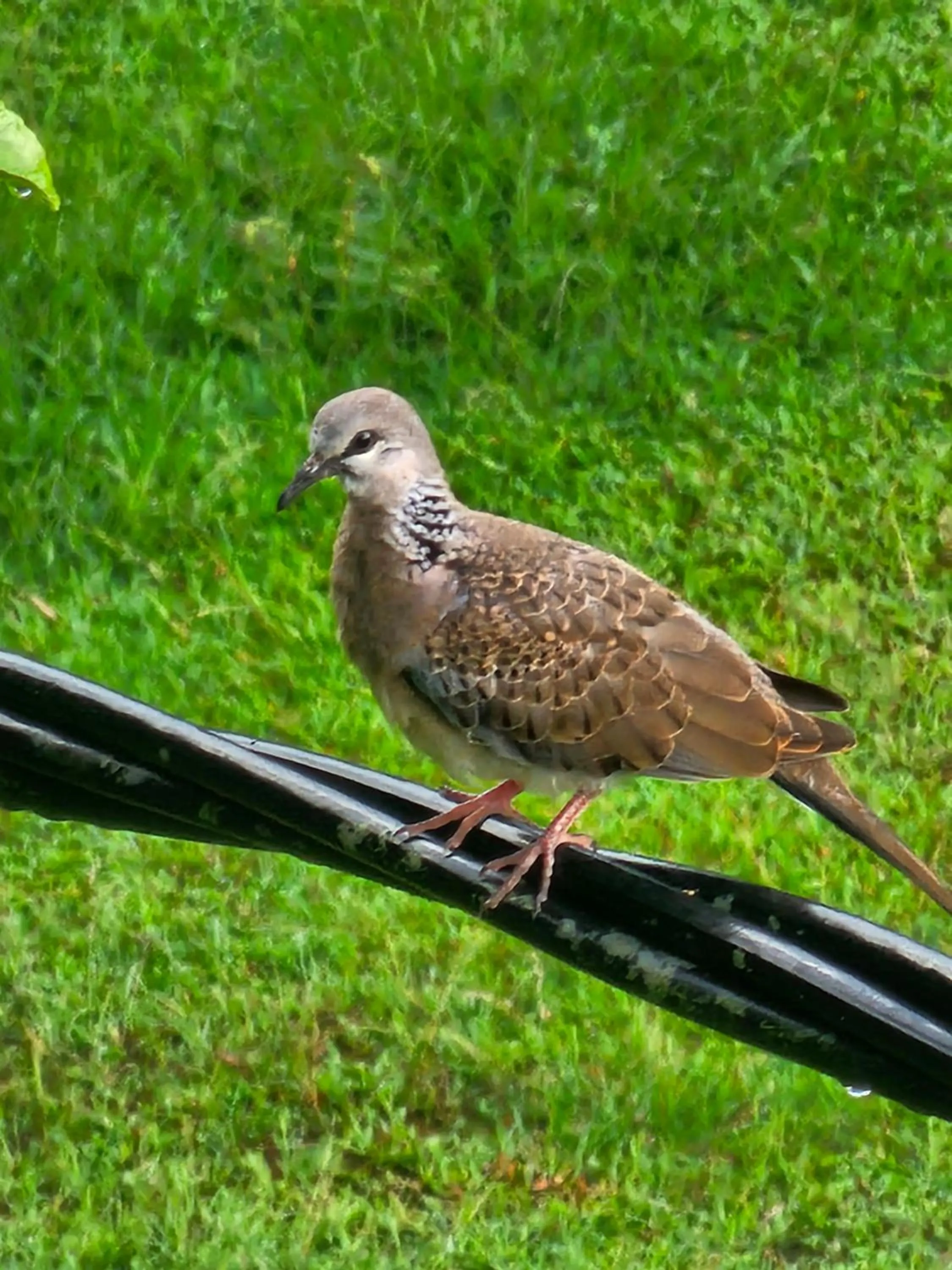 Animals in Ellakanda Nature Villa