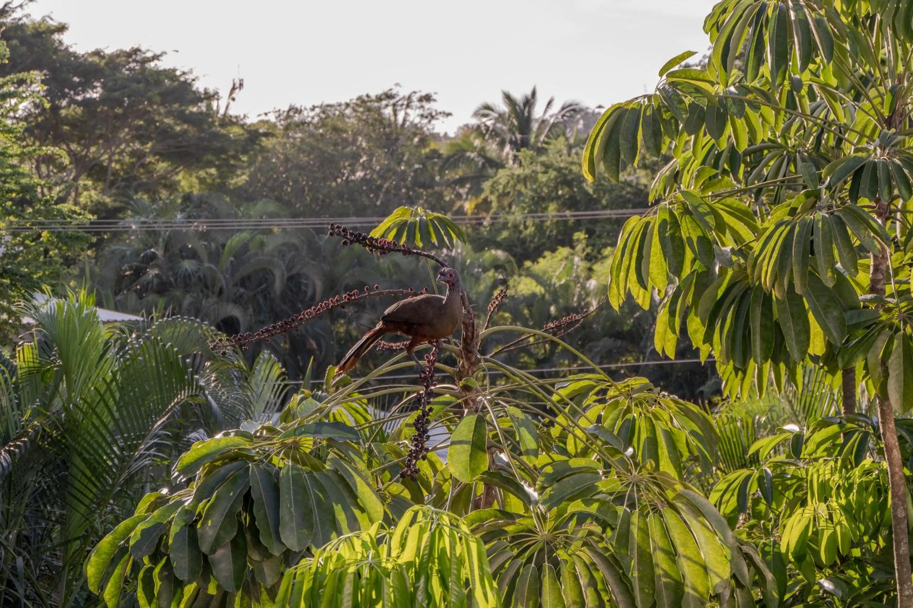 Natural landscape in El Refugio de Sayulita - Solo Adultos
