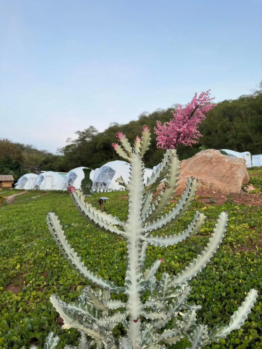 Spring in NiNo San Glamping - Pak Chong